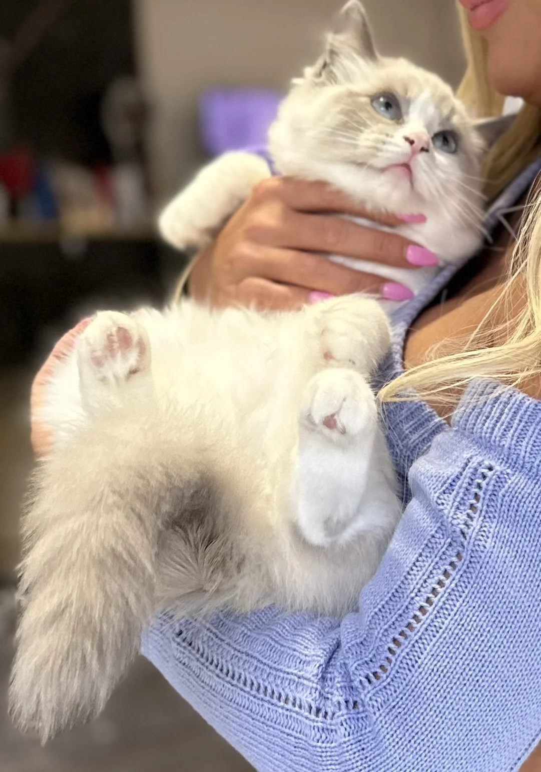 Person holding a fluffy white and gray cat with blue eyes.