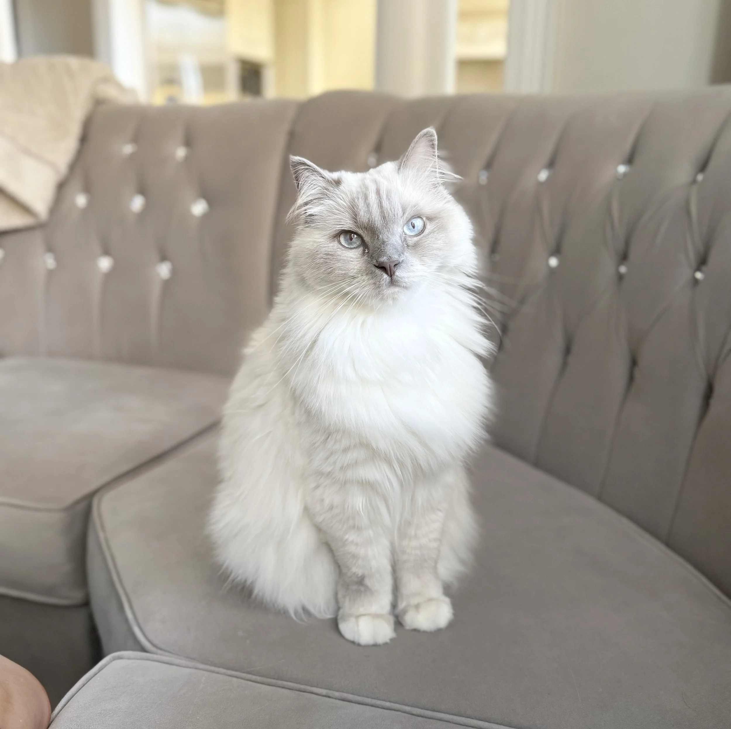 A long-haired white and gray cat with blue eyes sitting on a light gray couch in a well-lit living room.