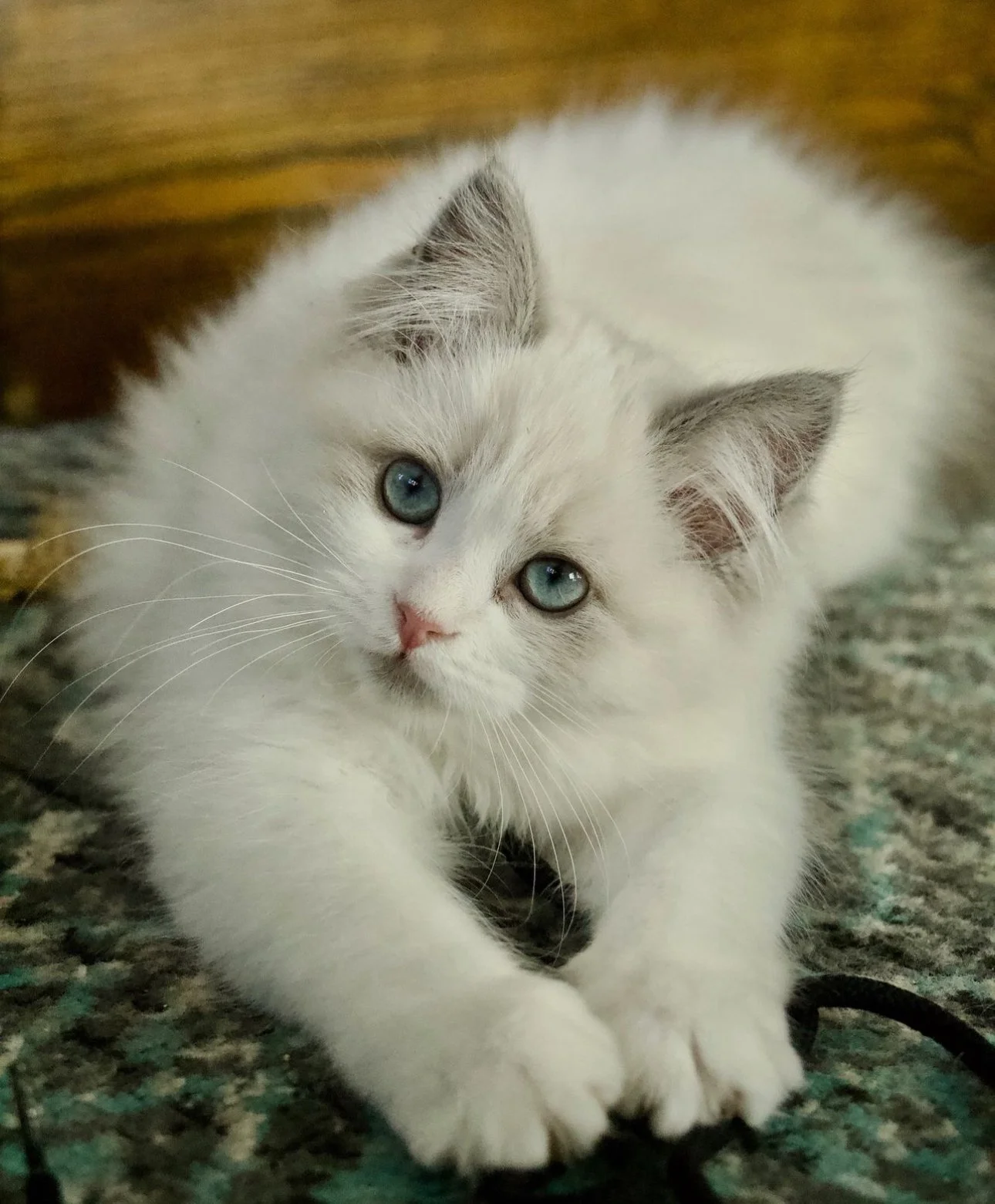 Cute white kitten with blue eyes lying on a patterned carpet, looking at the camera.