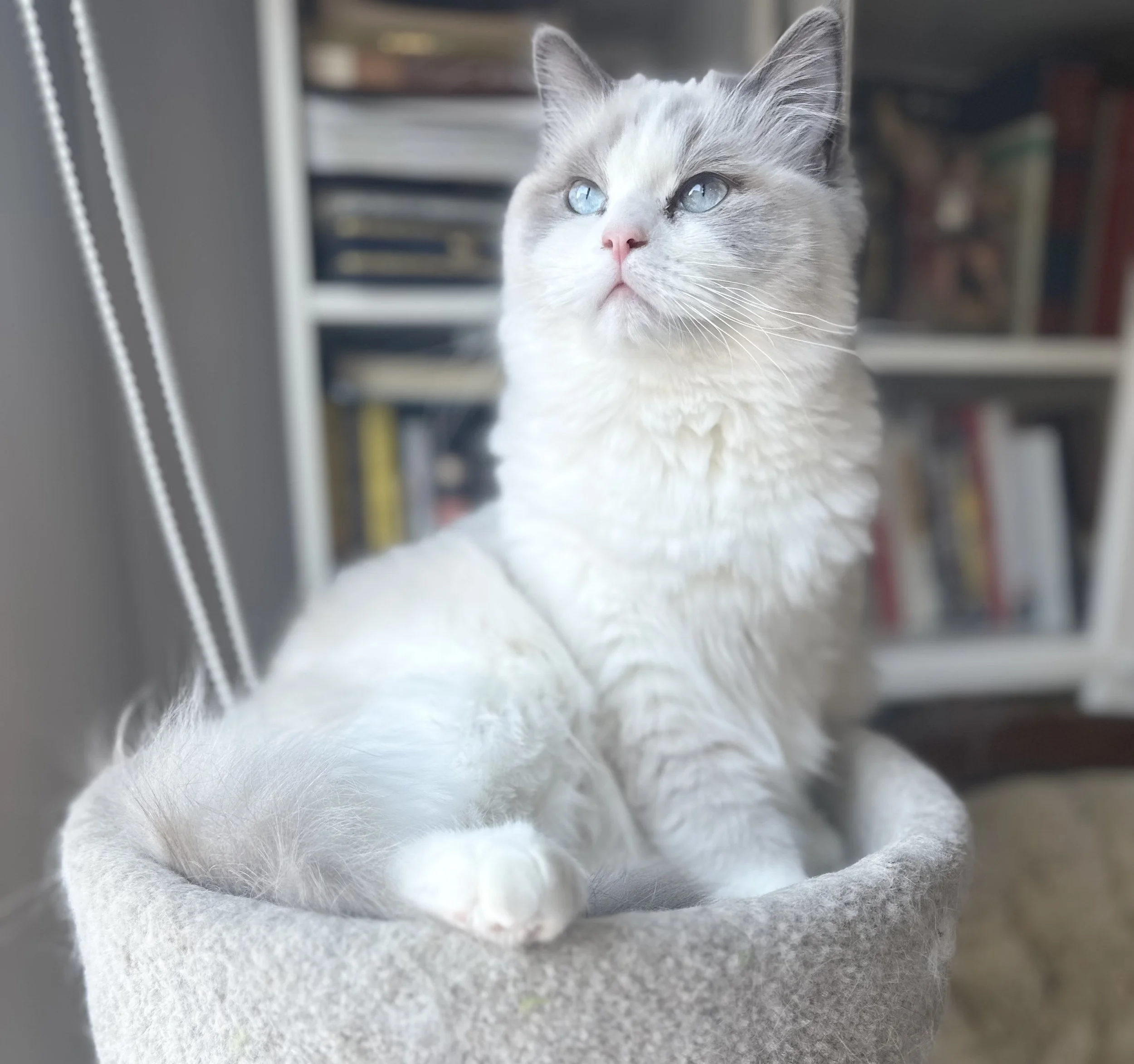A white and gray ragdoll cat with blue eyes sitting on a beige round cat bed near a window, with a blurred bookshelf in the background.