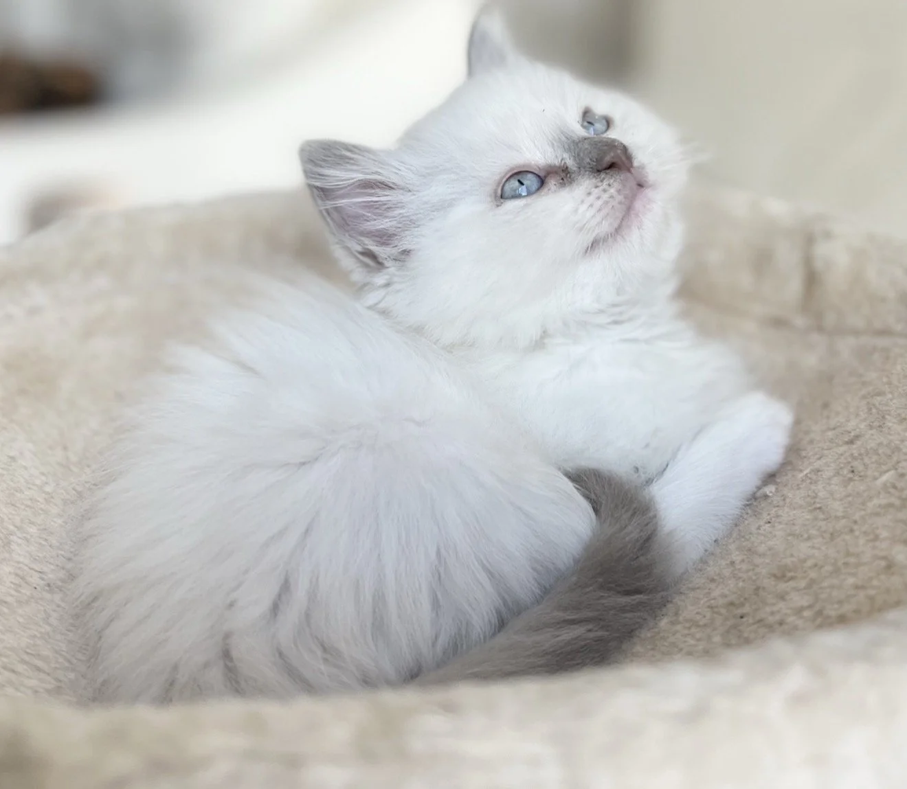 A white ragdollkitten with blue eyes lying on a beige soft blanket, gazing upward.