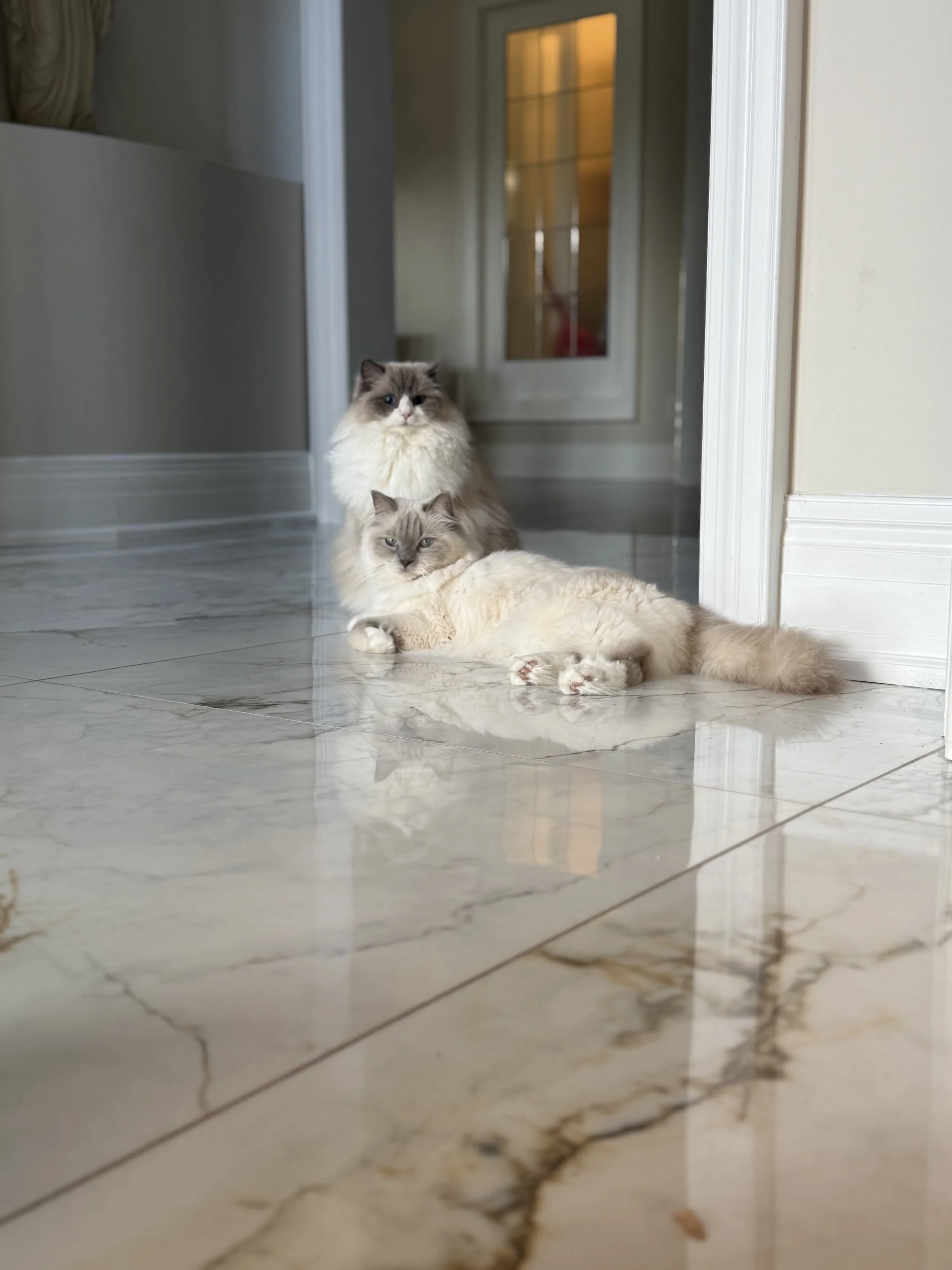 Two long-haired cats, one lying down and the other sitting, on a shiny marble floor in a home interior.