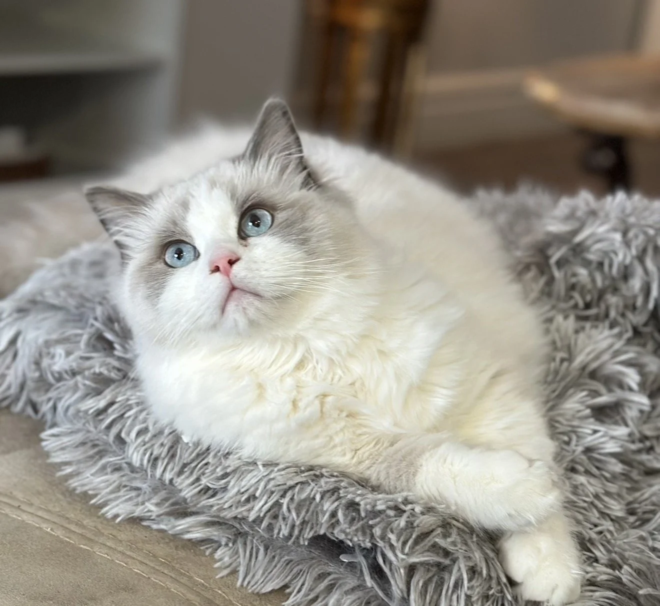 A fluffy white and gray cat with blue eyes lying on a gray furry blanket.