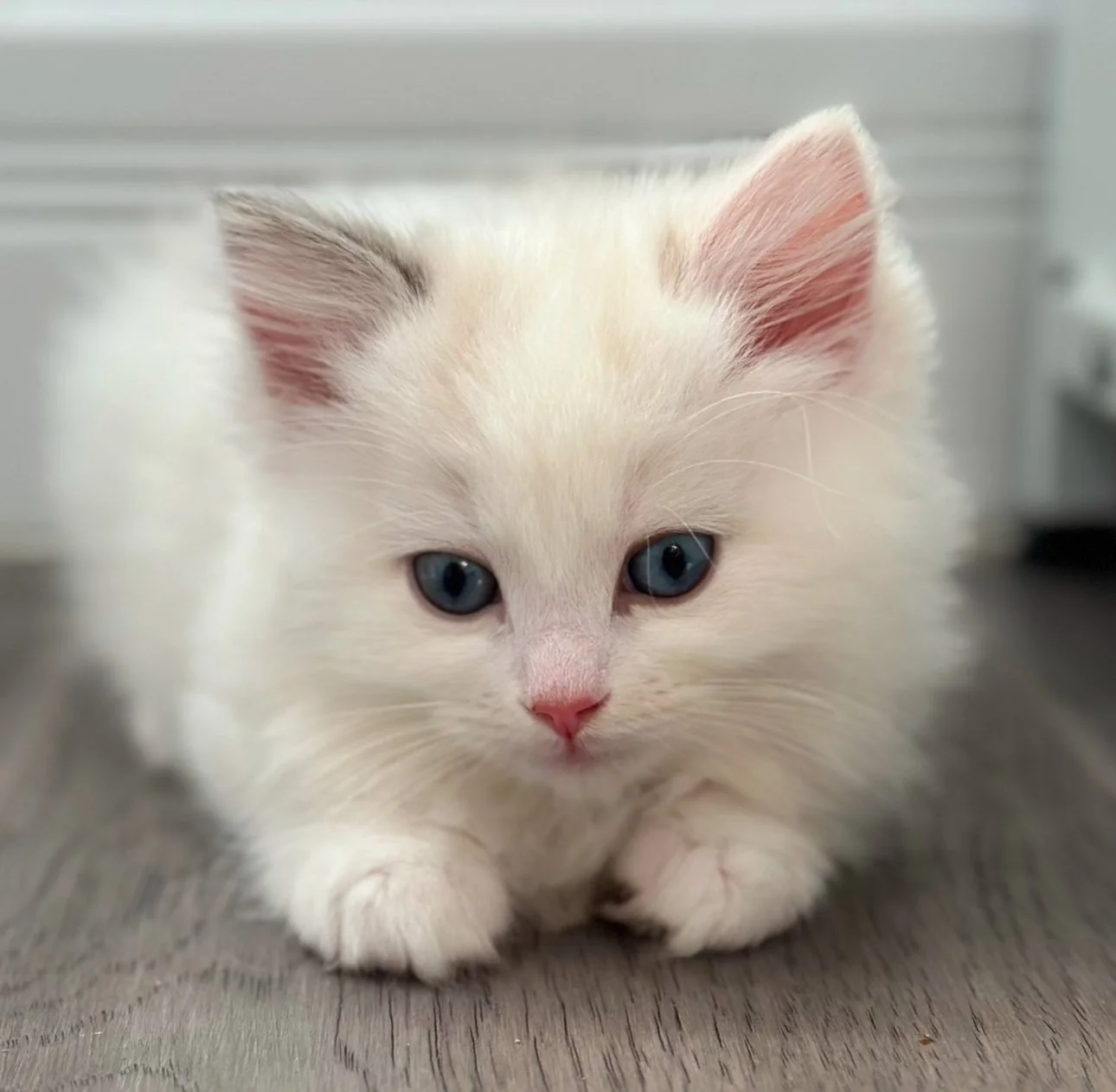 Close-up of a white ragdoll kitten with blue eyes lying on a wooden surface.