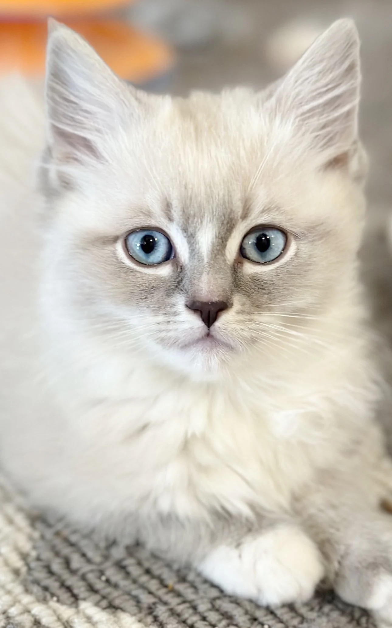 Close-up of a fluffy cream-colored kitten with blue eyes, sitting on a striped rug.