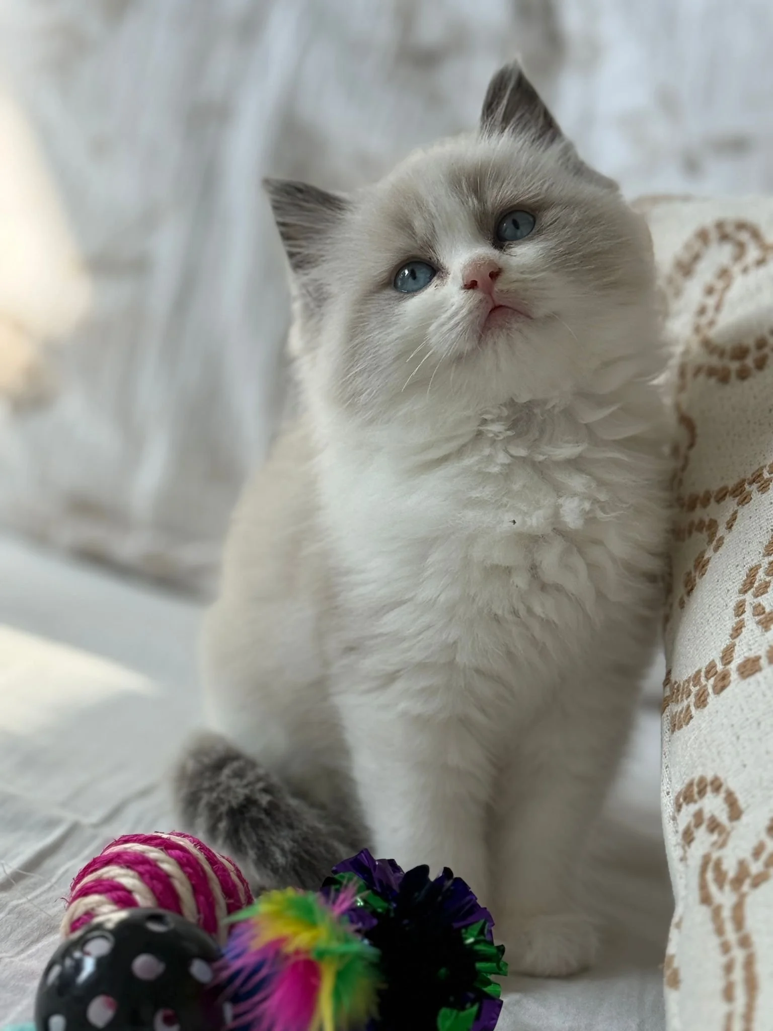 A cute white kitten with gray markings on its tail and face, sitting on a white surface surrounded by colorful toys.