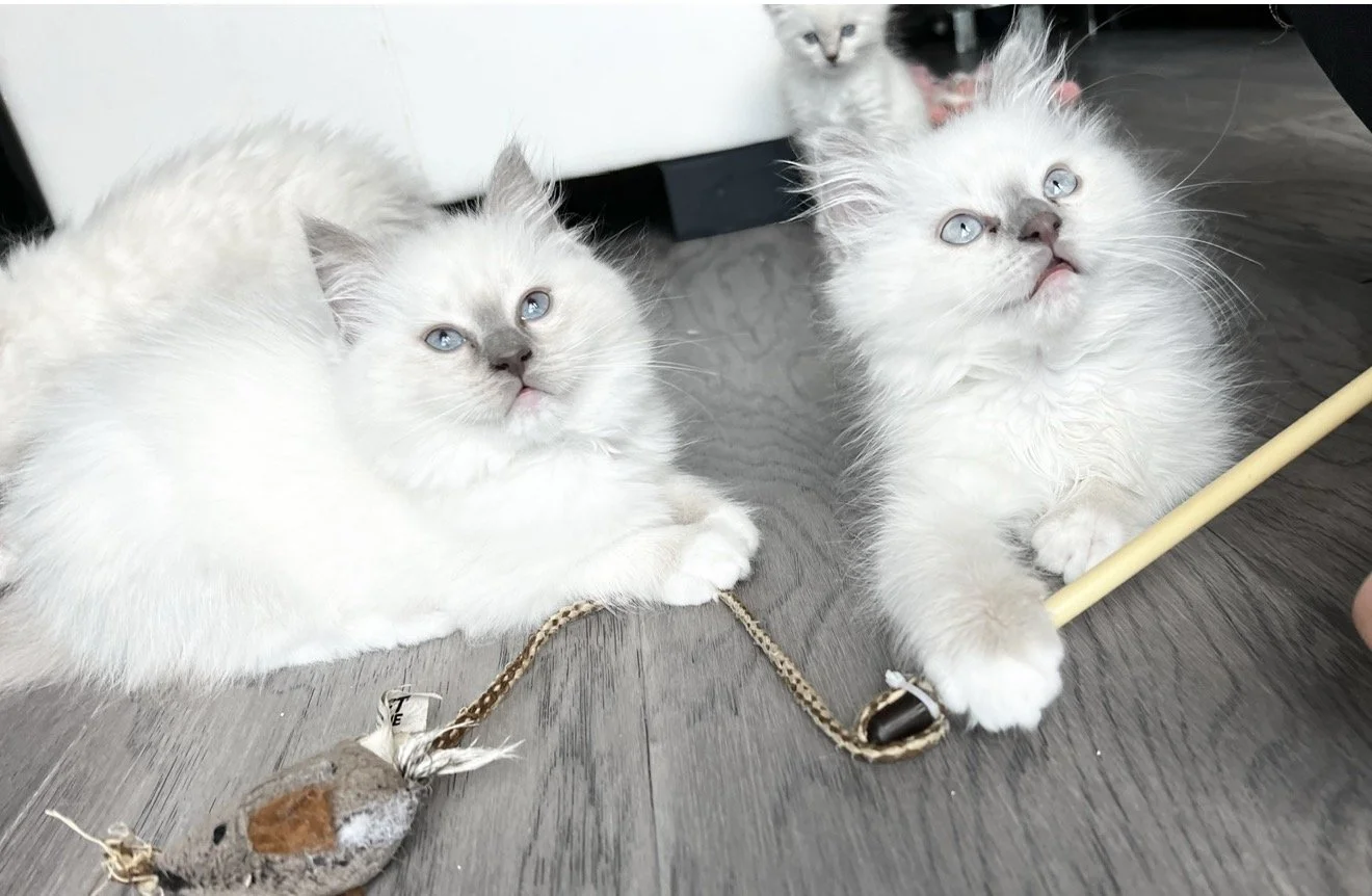 Four fluffy white kittens with blue eyes lying on a wooden floor, one holding a scratching stick, one playing with a toy mouse.