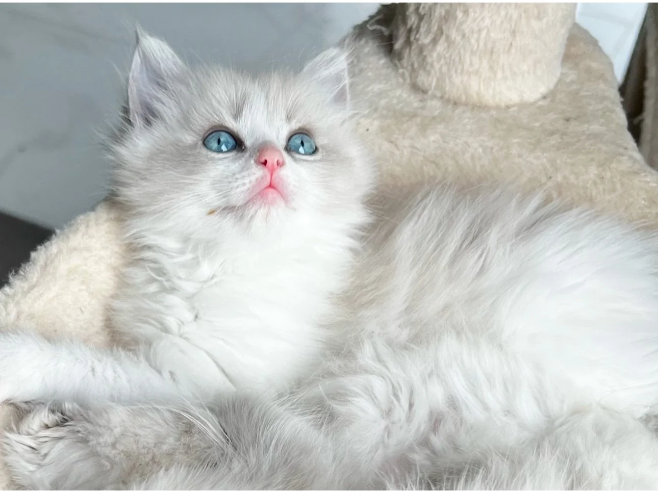 A fluffy white kitten with blue eyes lying on a cat tree.