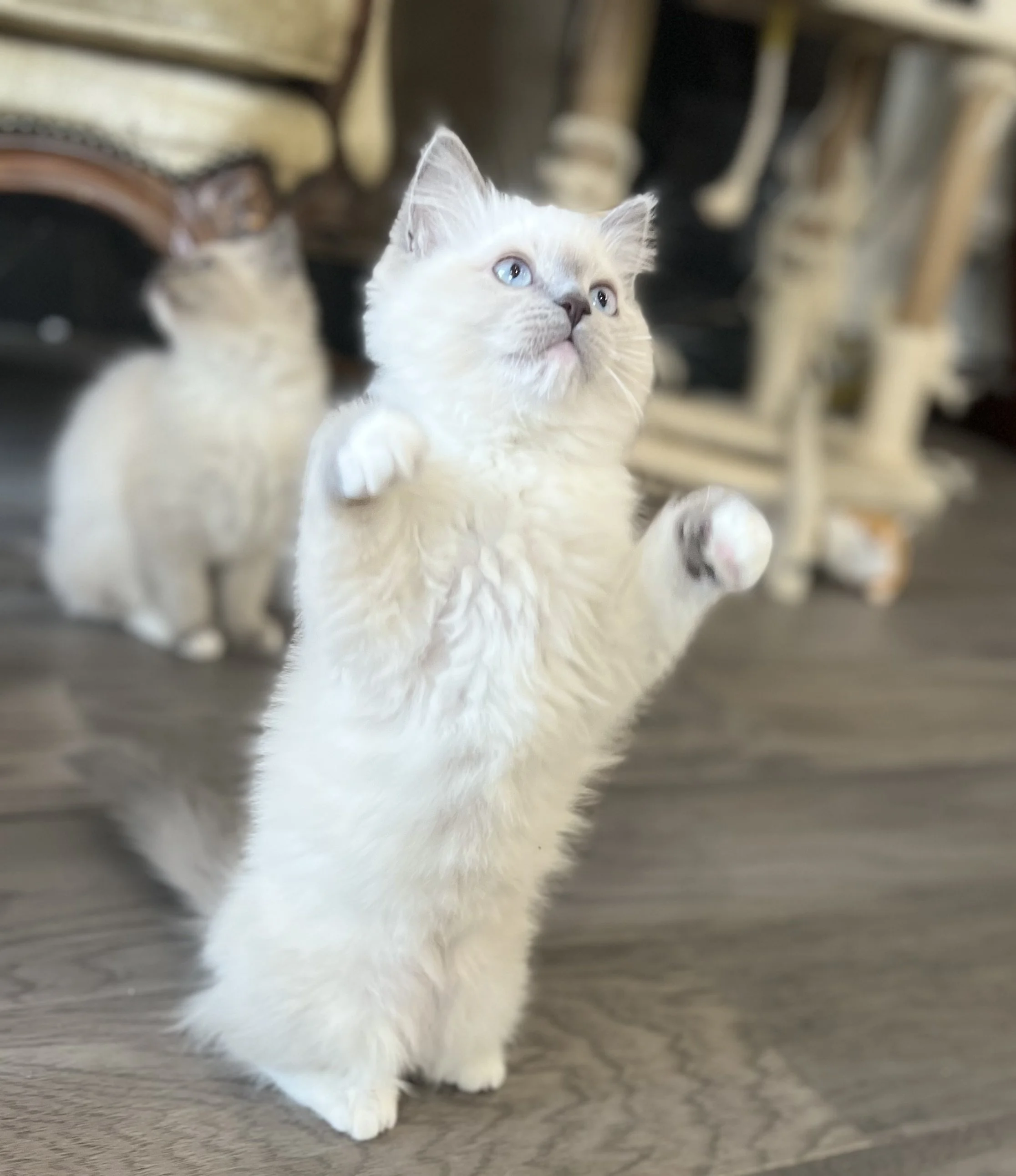 A fluffy white kitten with blue eyes standing on its hind legs with front paws raised, in a room with wooden flooring and furniture, and other blurred cats in the background.
