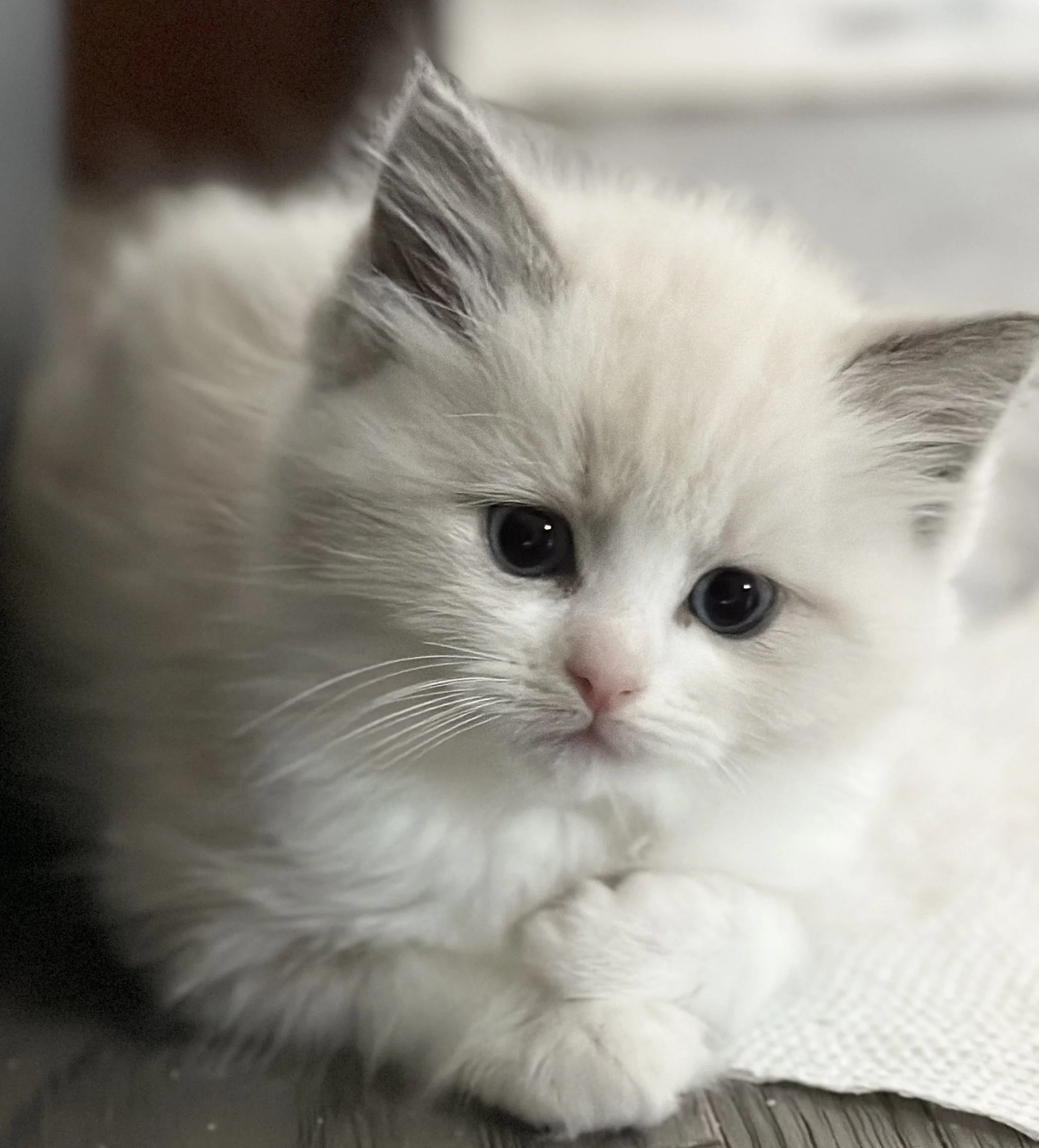 Close-up of a fluffy white kitten with blue eyes resting on a textured surface.