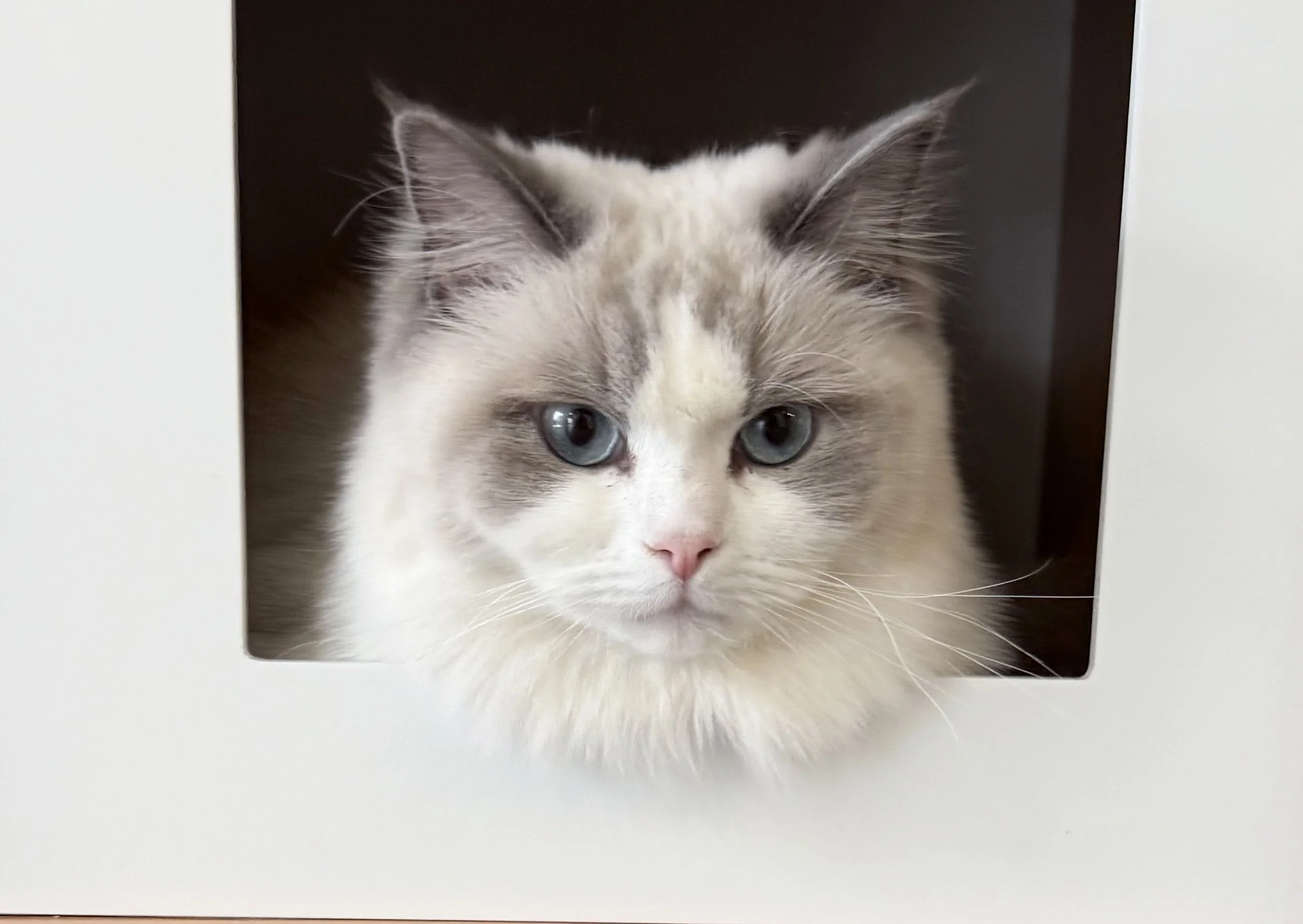 A fluffy white cat with blue eyes looking out of a small window.
