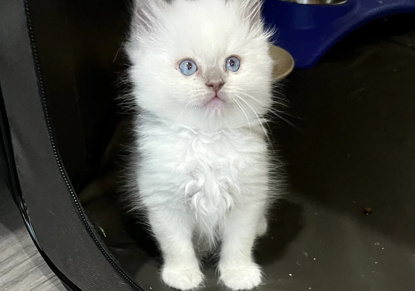 A fluffy white kitten with blue eyes sitting on a dark surface indoors.