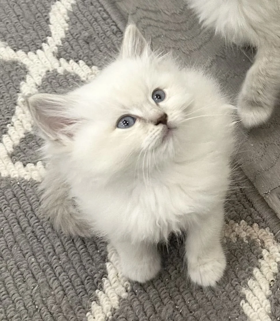 A fluffy white kitten with blue eyes sitting on a gray and white textured rug.