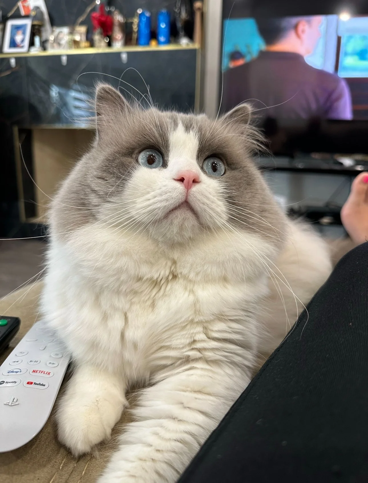A fluffy gray and white cat with blue eyes lying on a table, with a TV and a person in the background.