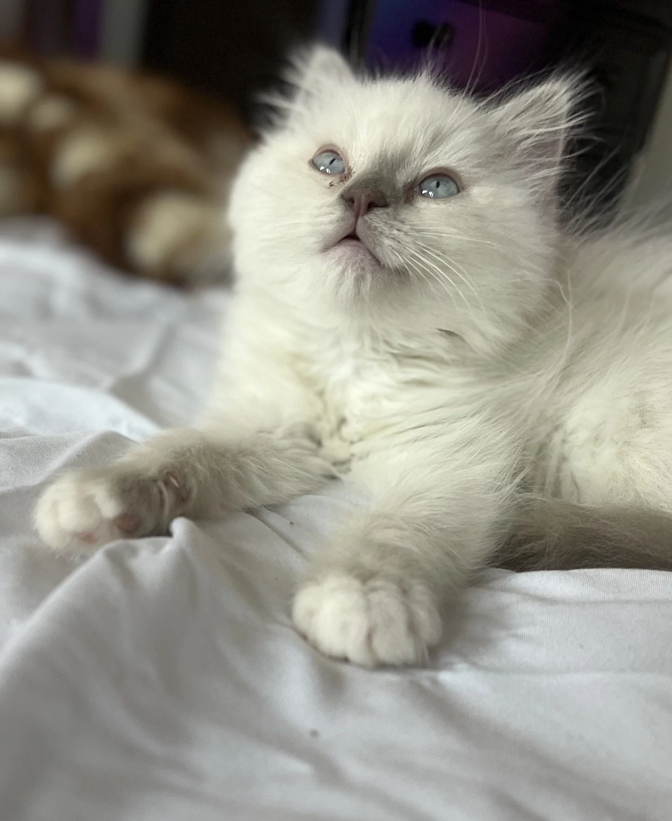 Close-up of a white and gray kitten lying on a white surface, looking upward with blue eyes.