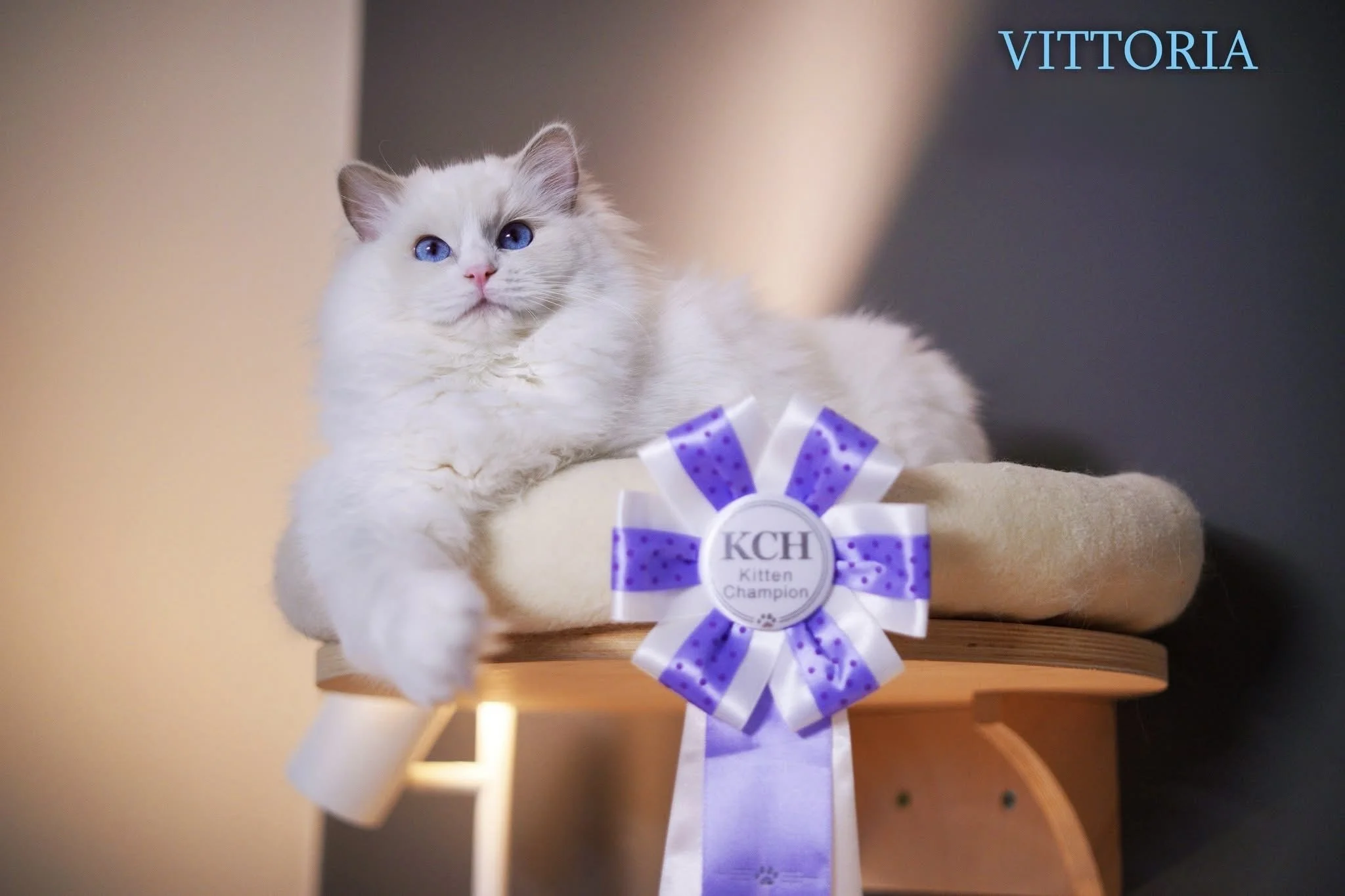 Cream-colored kitten with blue eyes lying on a beige bed on a wooden table with a purple and white ribbon that reads 'KCH Kitten Champion' and the word 'VITTORIA' in blue at the top right corner.