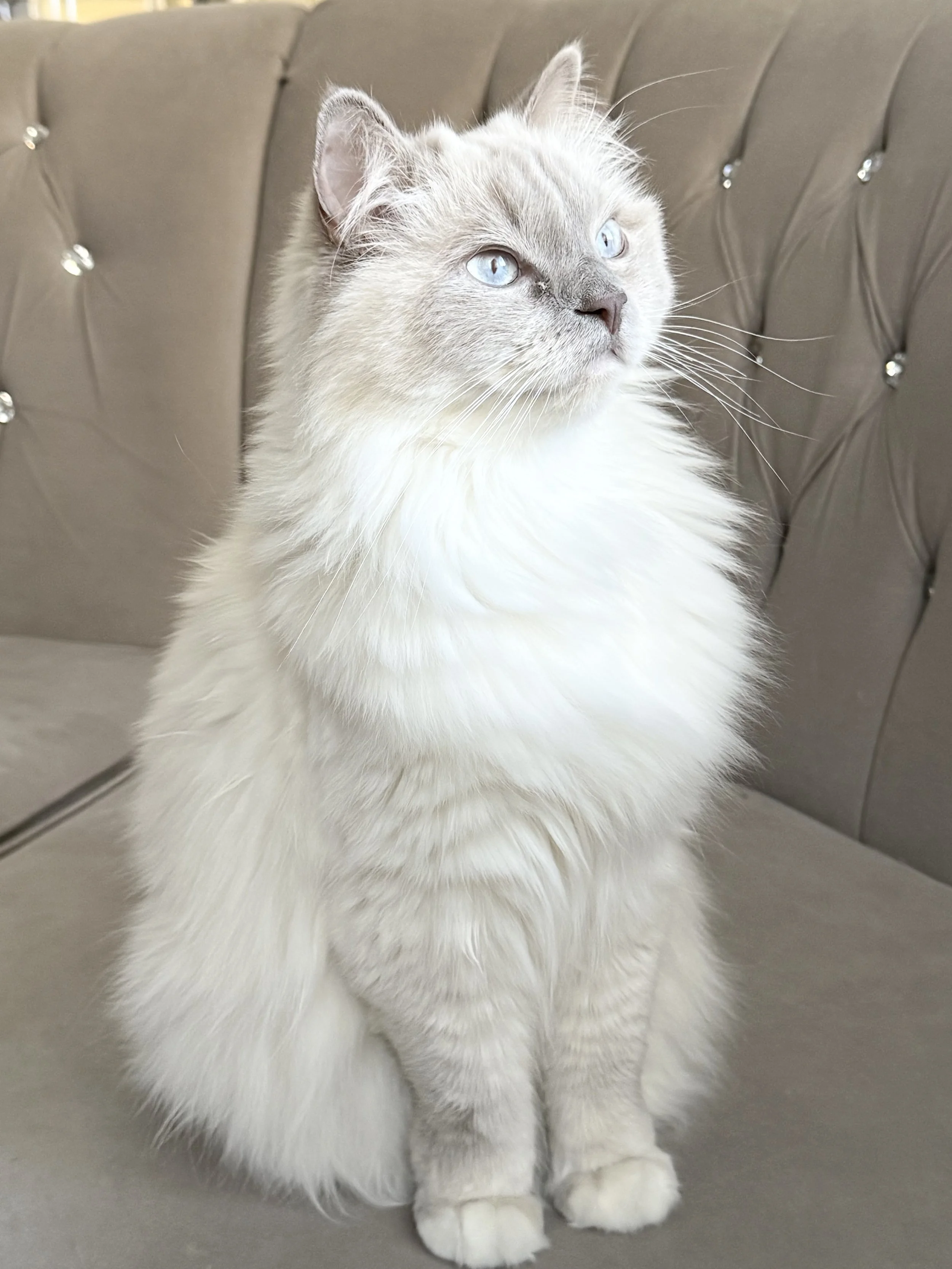 A fluffy white and light gray cat with blue eyes sitting on a beige tufted surface with decorative buttons.