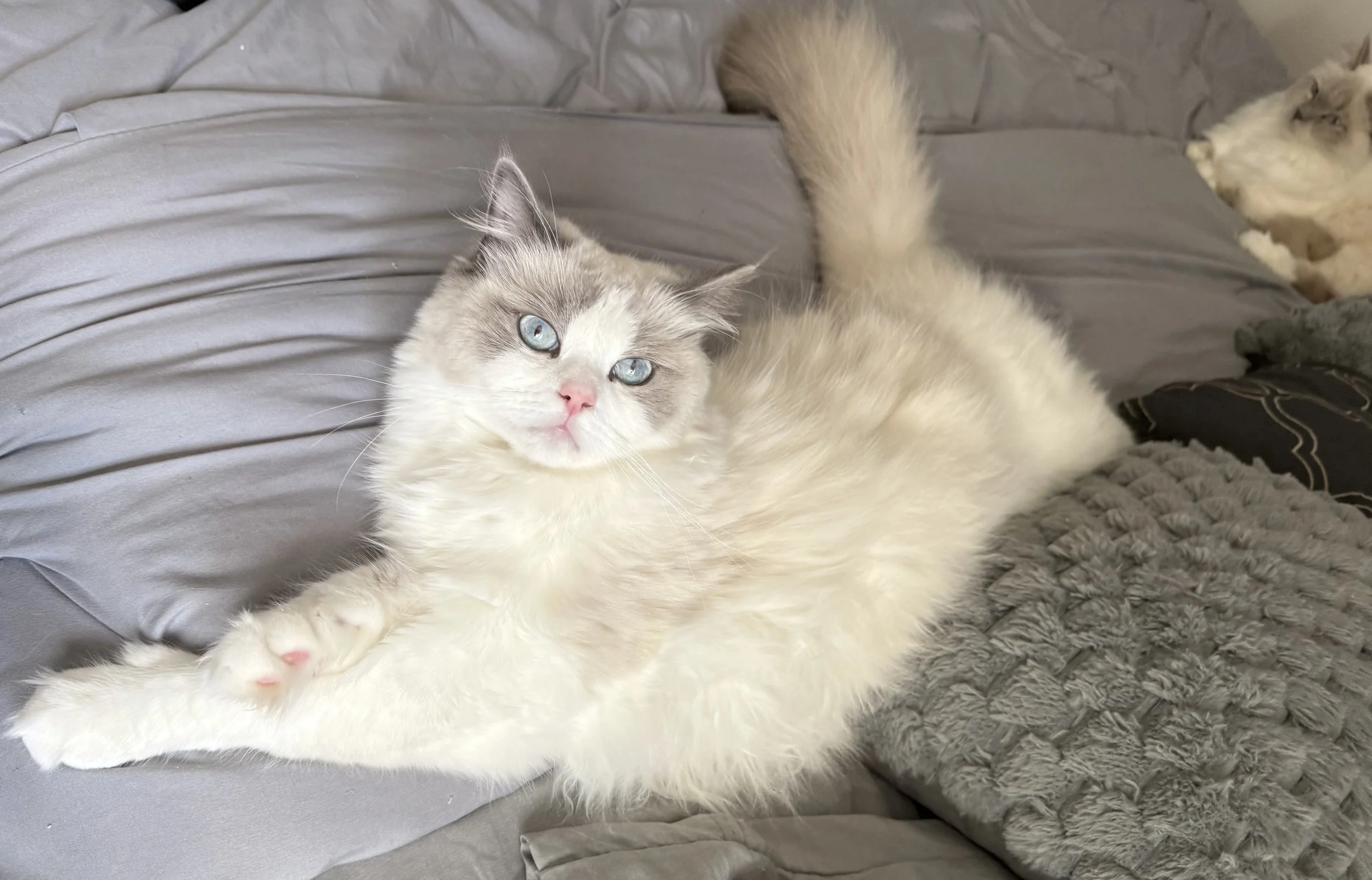 A Ragdoll cat with blue eyes and a cream-colored coat lying on a gray bed with a textured gray pillow nearby, with another Ragdoll cat in the background.
