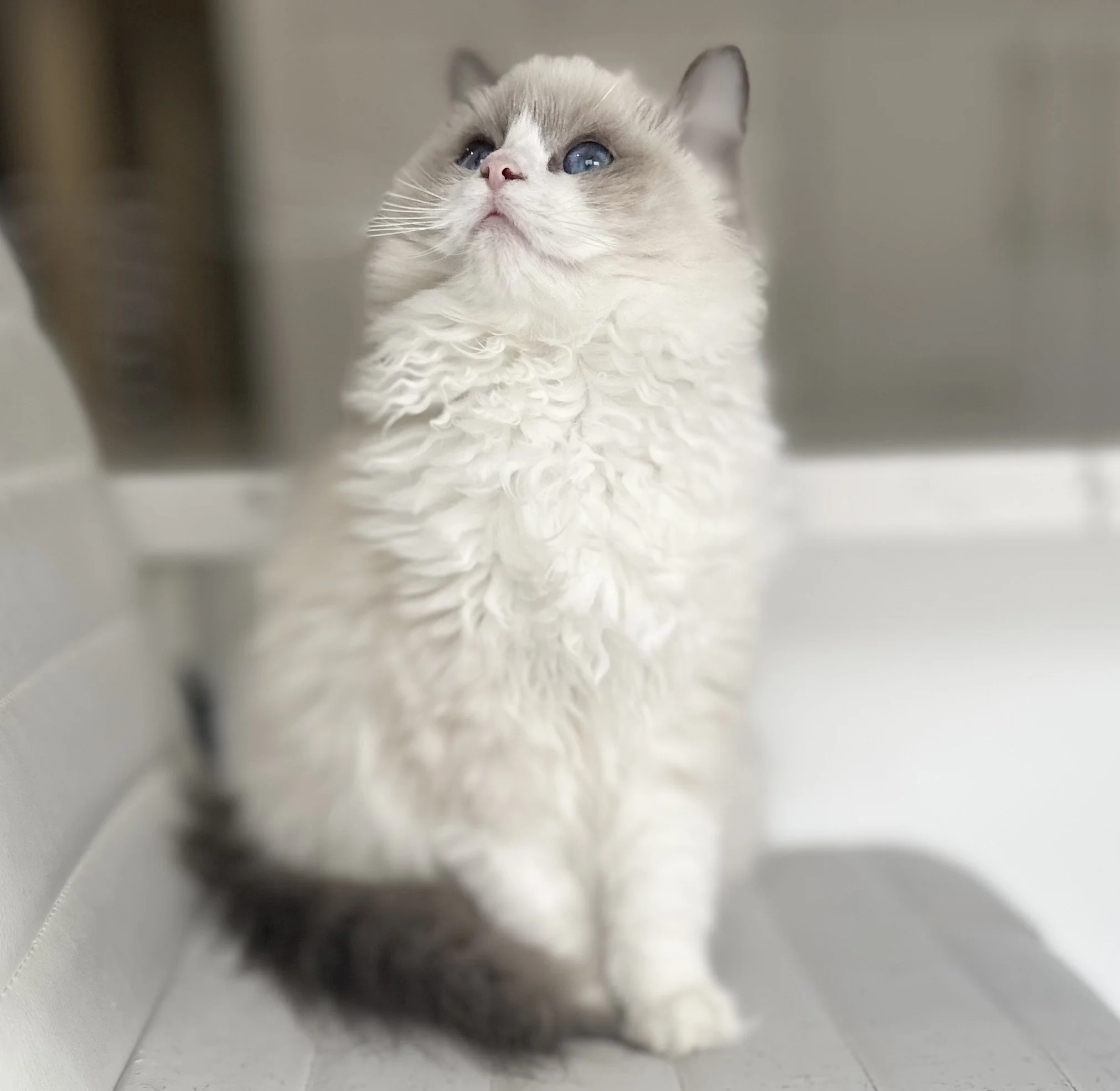 A fluffy white and gray cat with piercing blue eyes looking upwards.