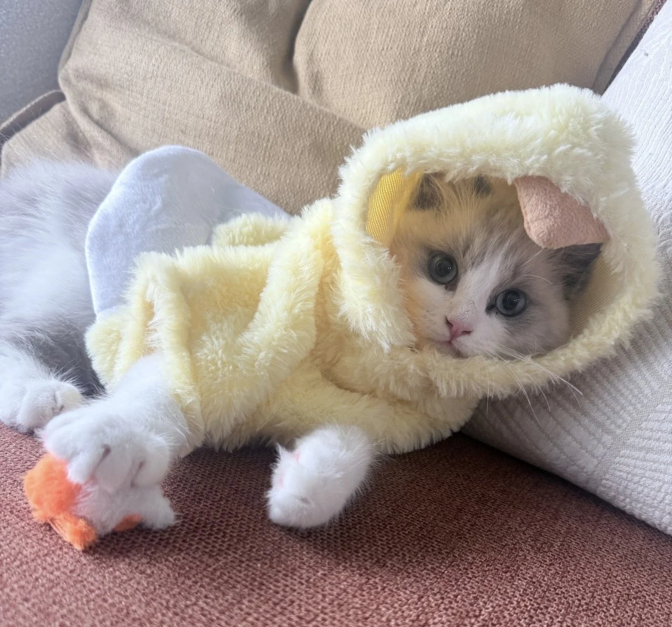 A kitten dressed in a yellow fluffy hooded costume lying on a couch, holding a small orange toy.
