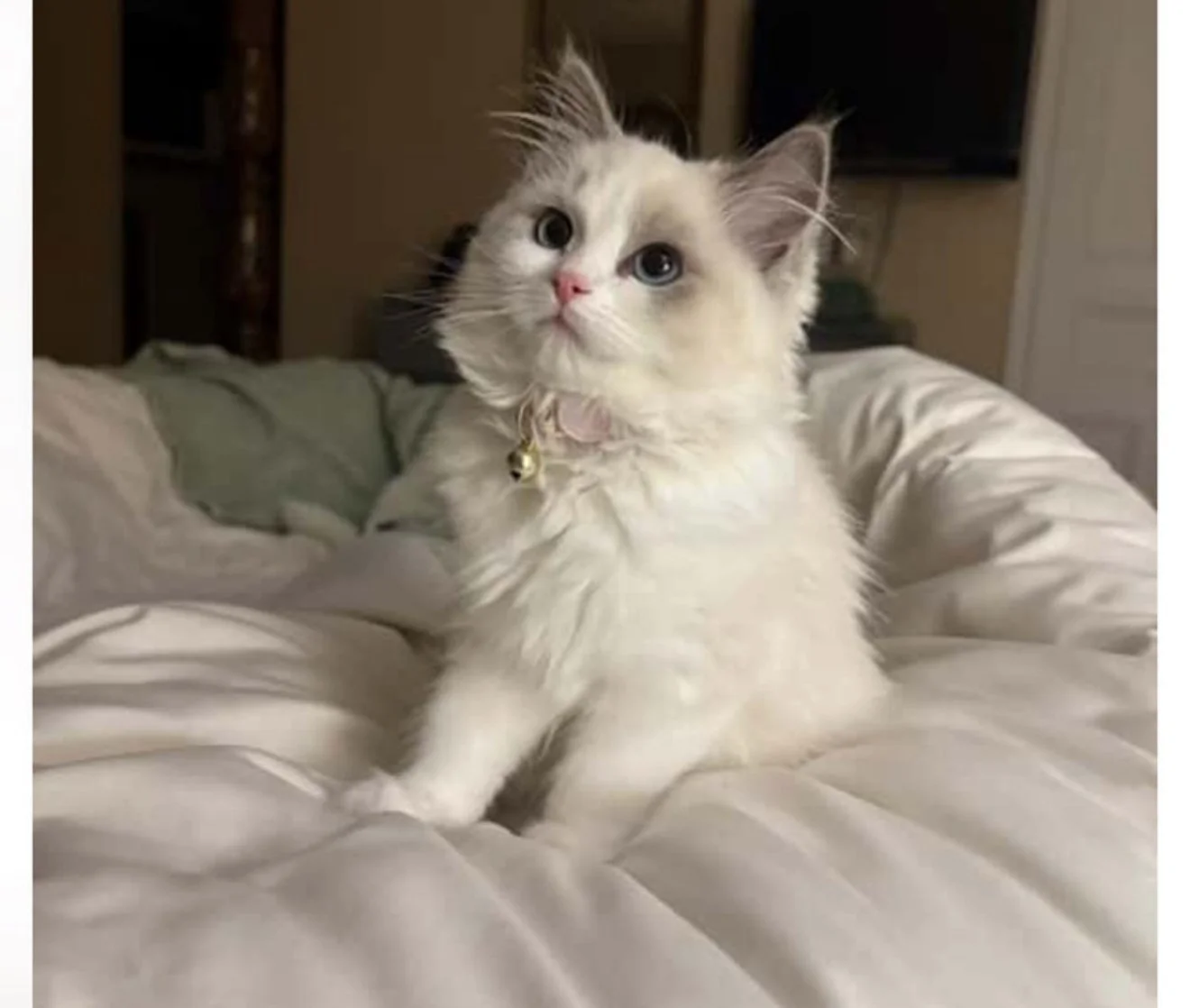Adorable white and gray kitten with blue eyes sitting on a bed with cream-colored bedding.