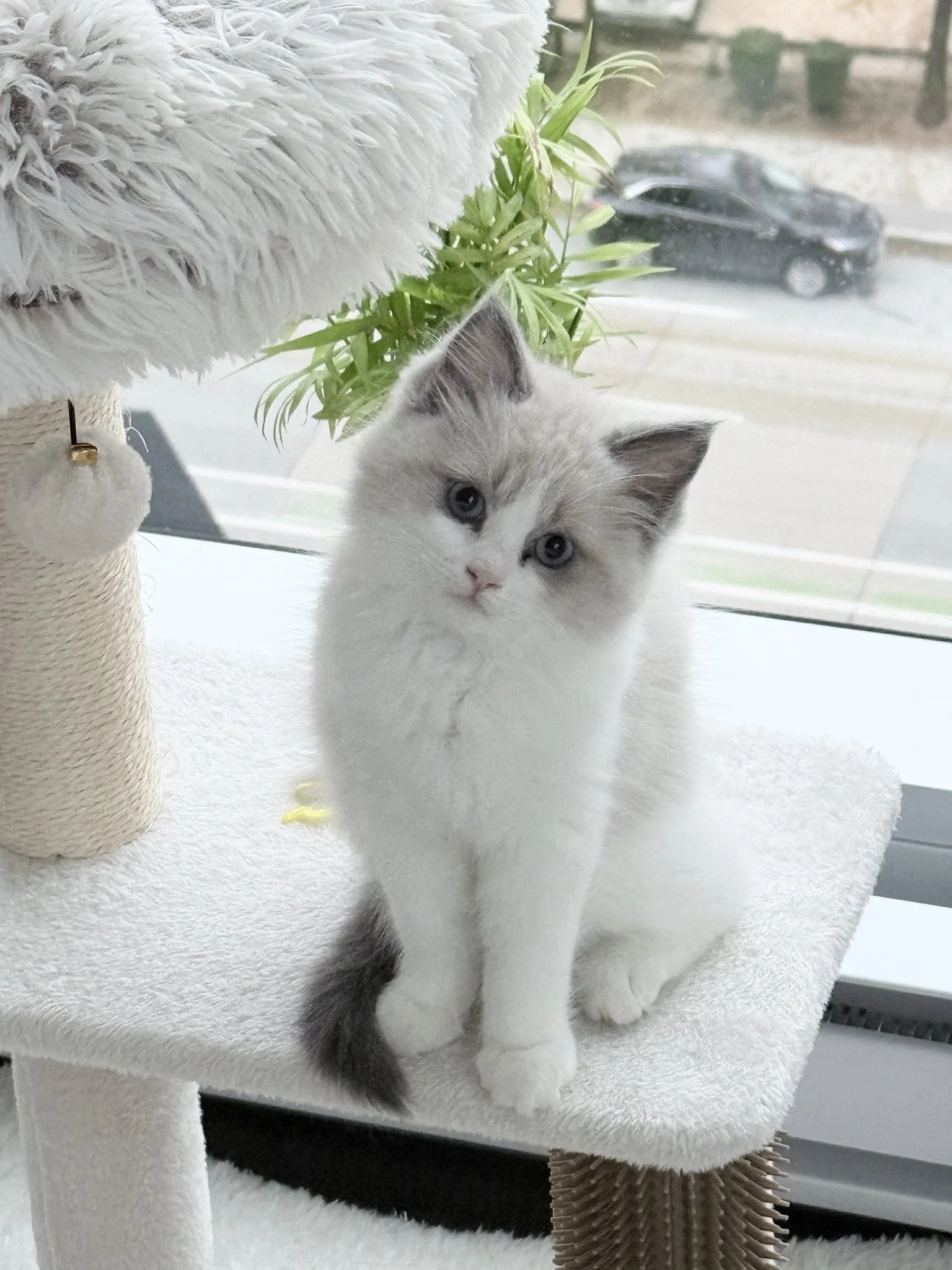 A white and gray kitten sitting on a beige cat tree next to a scratching post and a green plant near a window, with a blurry view of a street and a car outside.