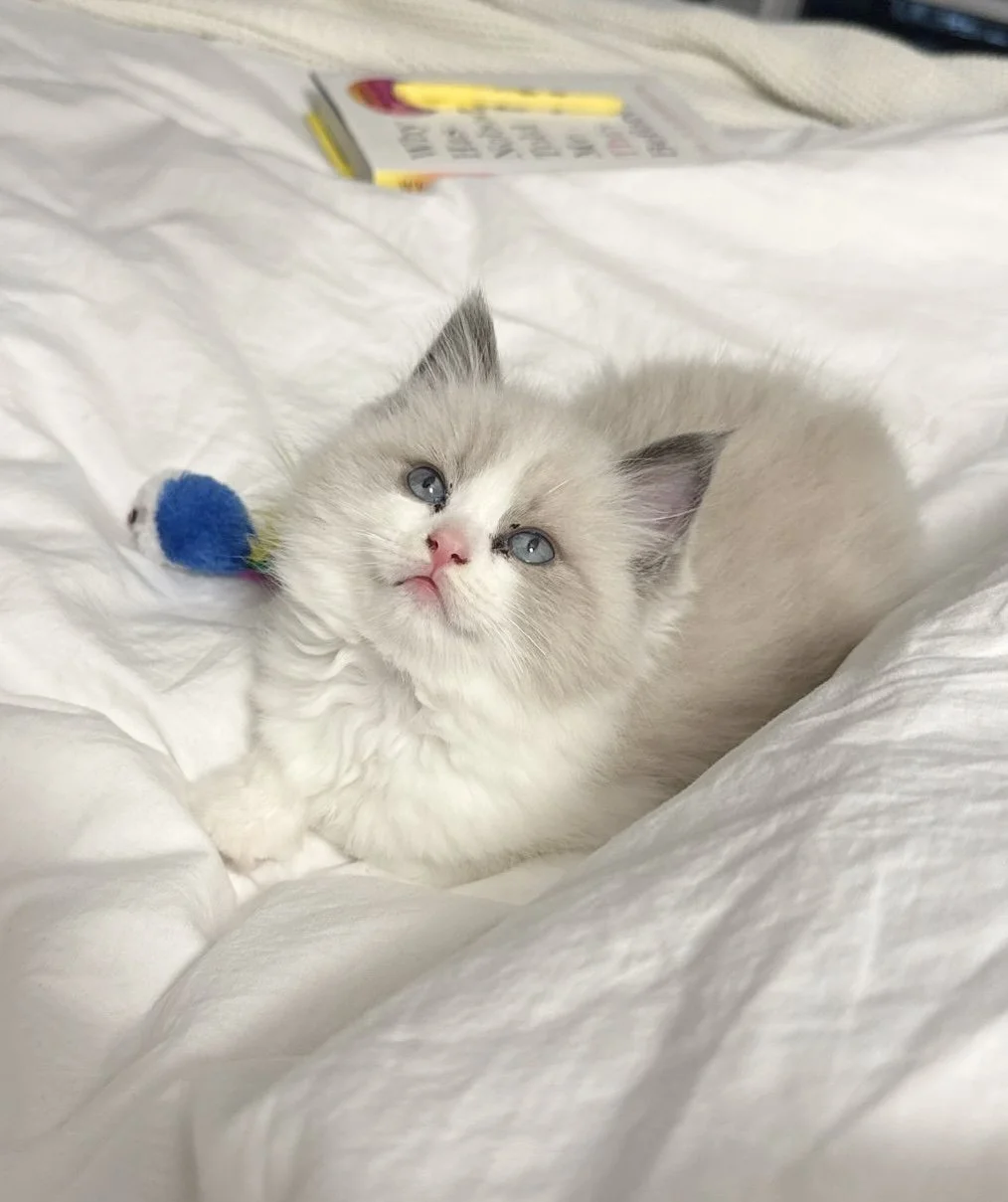 A adorable kitten with fluffy white and gray fur, blue eyes, and pink nose, lying on a soft white blanket with a small blue toy nearby.
