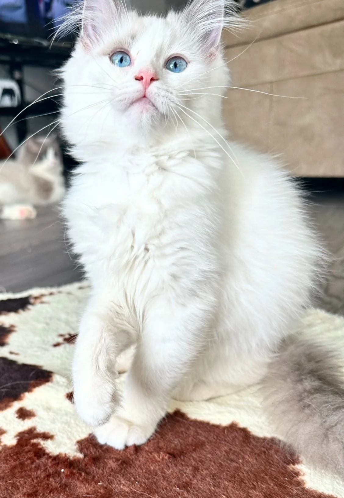 A white fluffy ragdoll cat with blue eyes and a pink nose sitting on a patterned rug indoors. Another cat is visible in the background, lying on the floor.