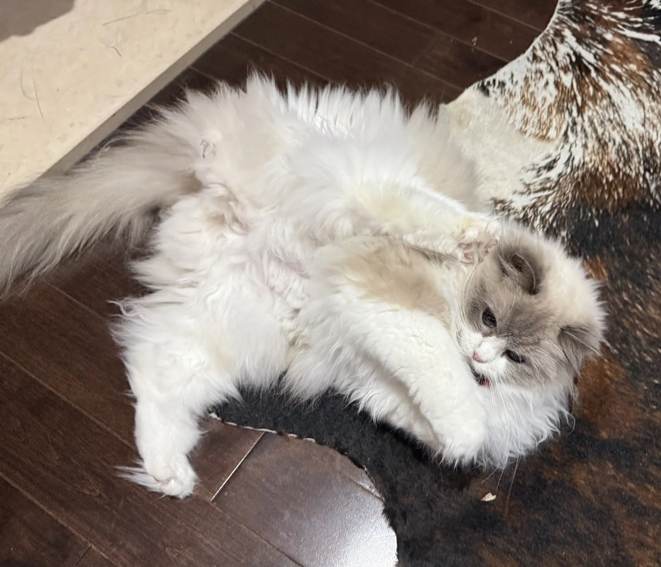 A fluffy cat with a cream-colored body and gray face lying on a dark wooden floor, playing with a smaller cat with a white and cream coat. The larger cat is on its side, while the smaller cat is underneath, both engaging in playful interaction.