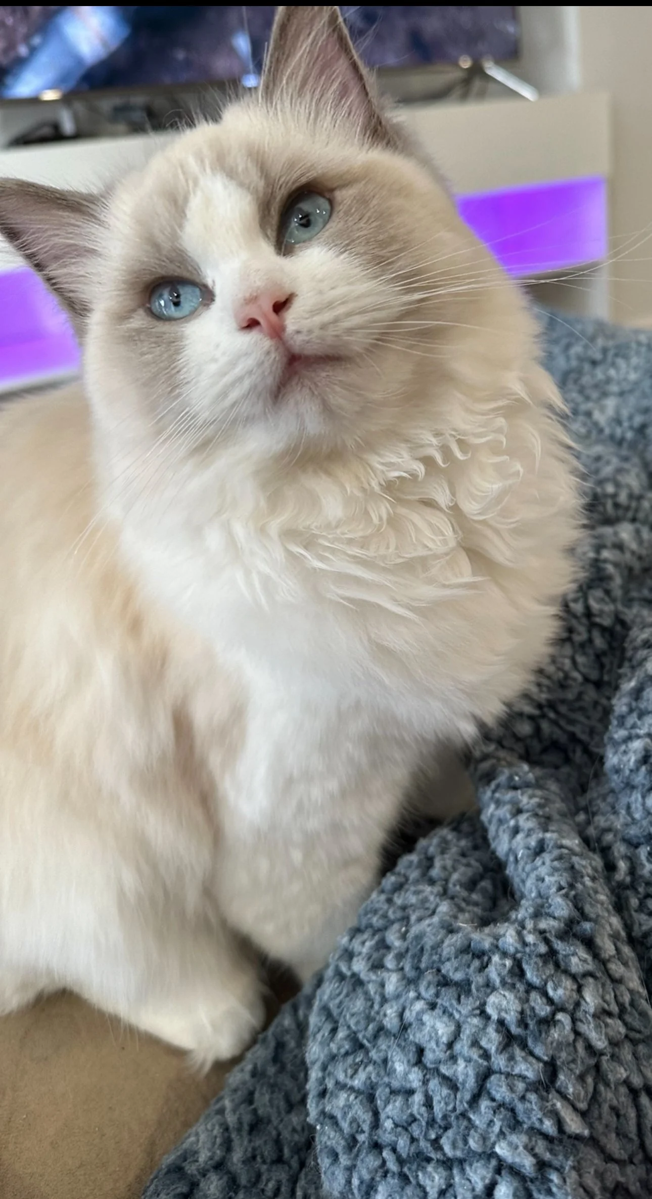 Close-up of a fluffy cream-colored and white cat with blue eyes, lying on a gray knitted blanket.