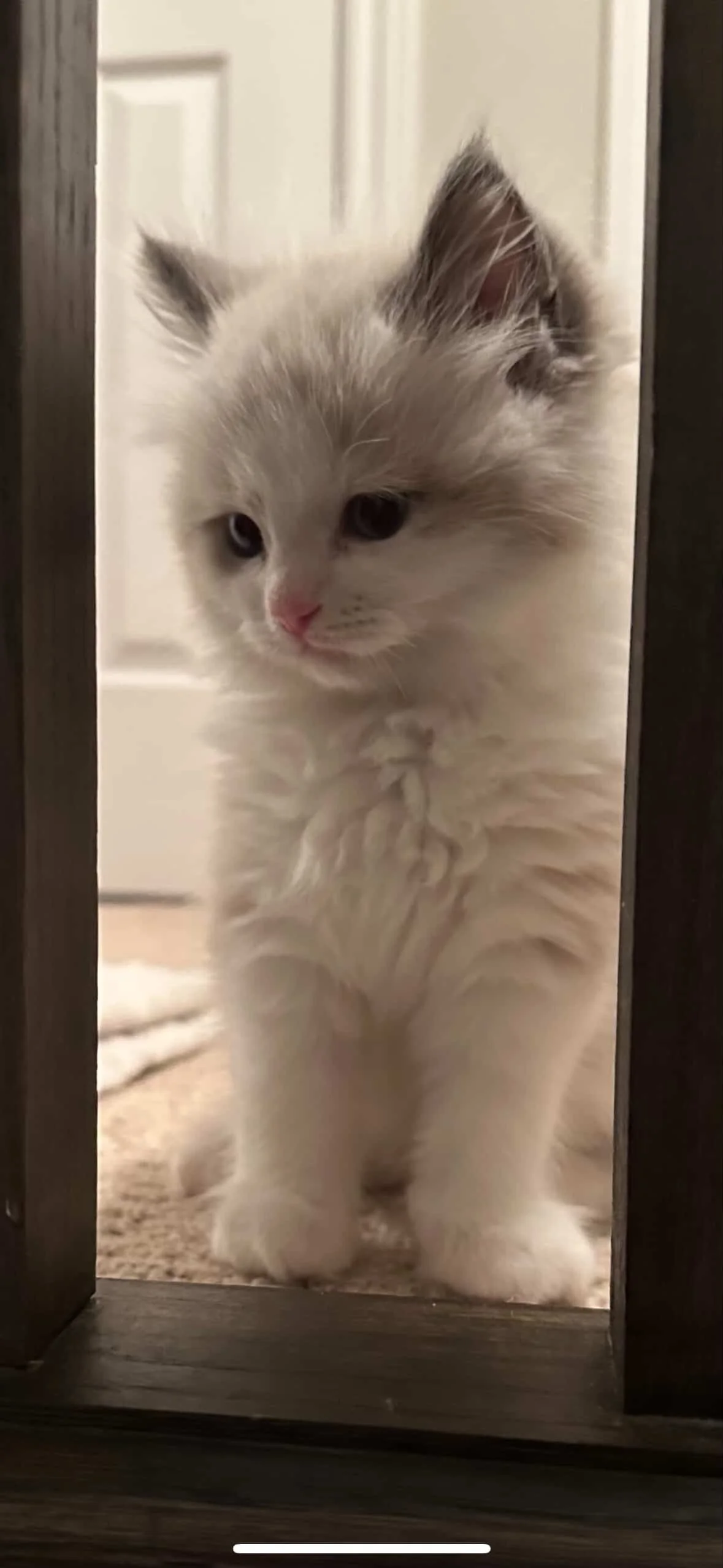 A fluffy white kitten with gray markings on its face and ears peeking through a gap between two dark-colored pieces of furniture.