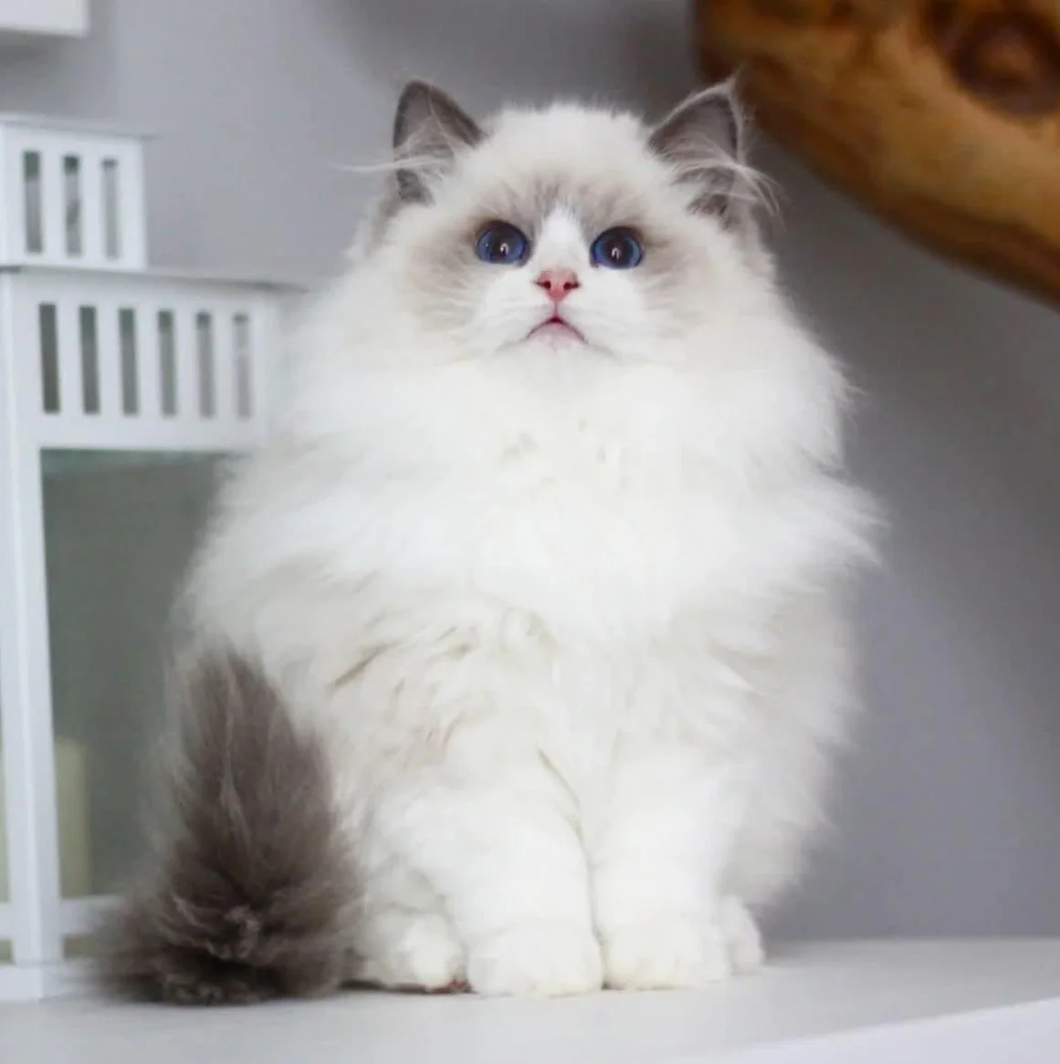 Fluffy white and gray cat with blue eyes sitting on a surface, looking upward.