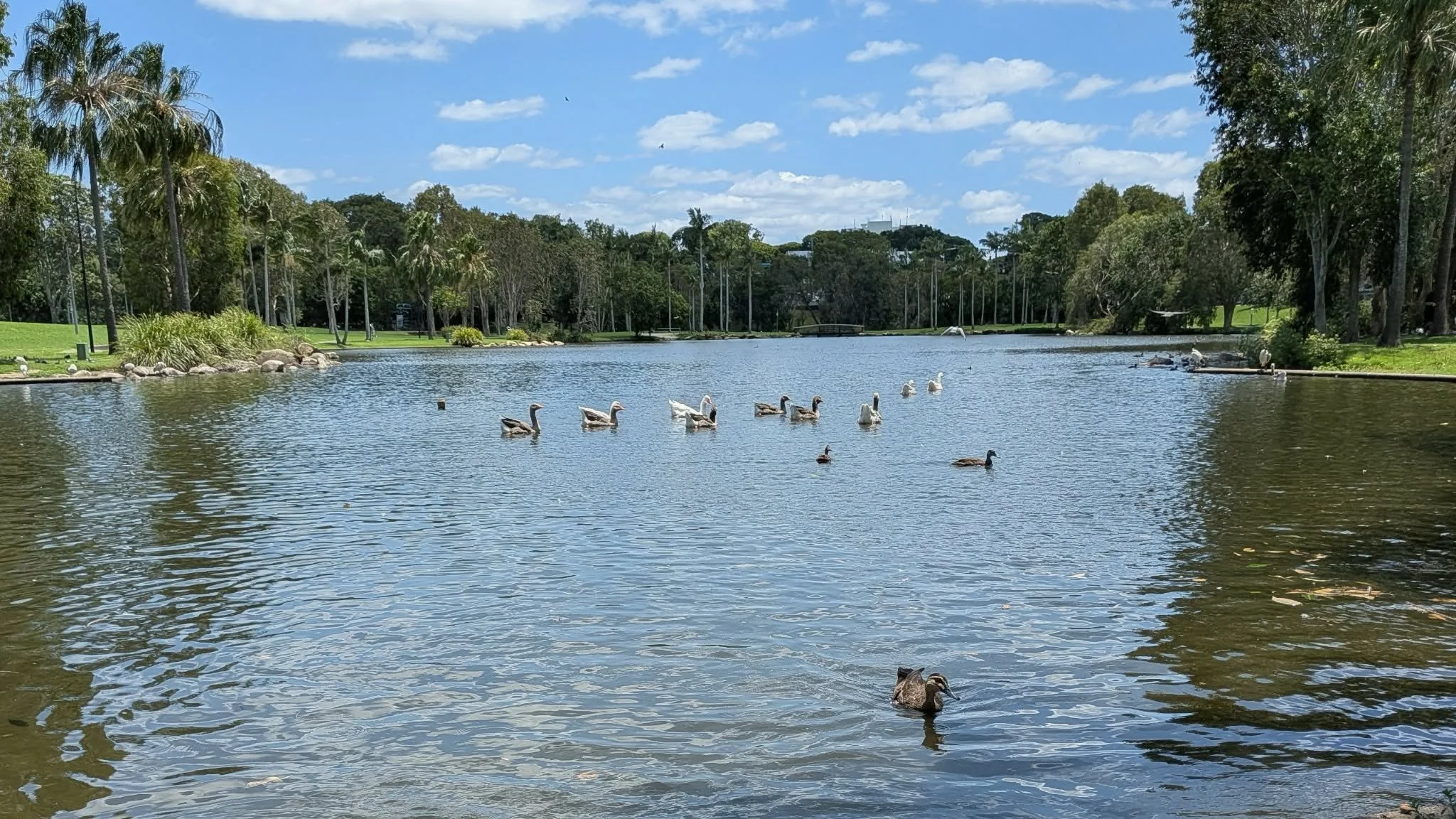 A serene park scene with a lake, surrounded by lush green trees and grass, and several ducks swimming on the water, under a blue sky with scattered clouds.