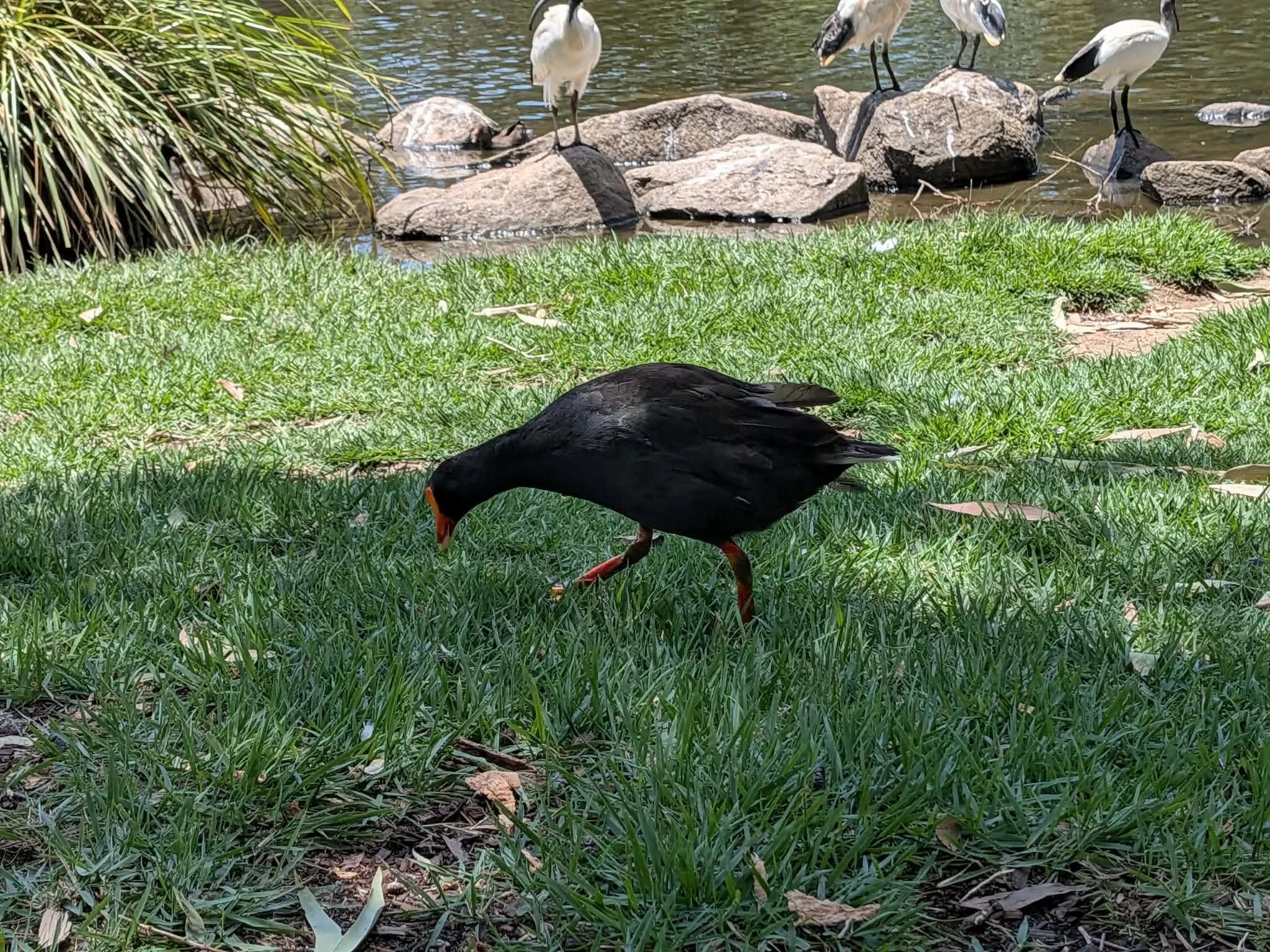 A black bird with an orange beak and orange legs walking on green grass near a pond, with several other birds standing on rocks in the water in the background. Redcliffe RSL.