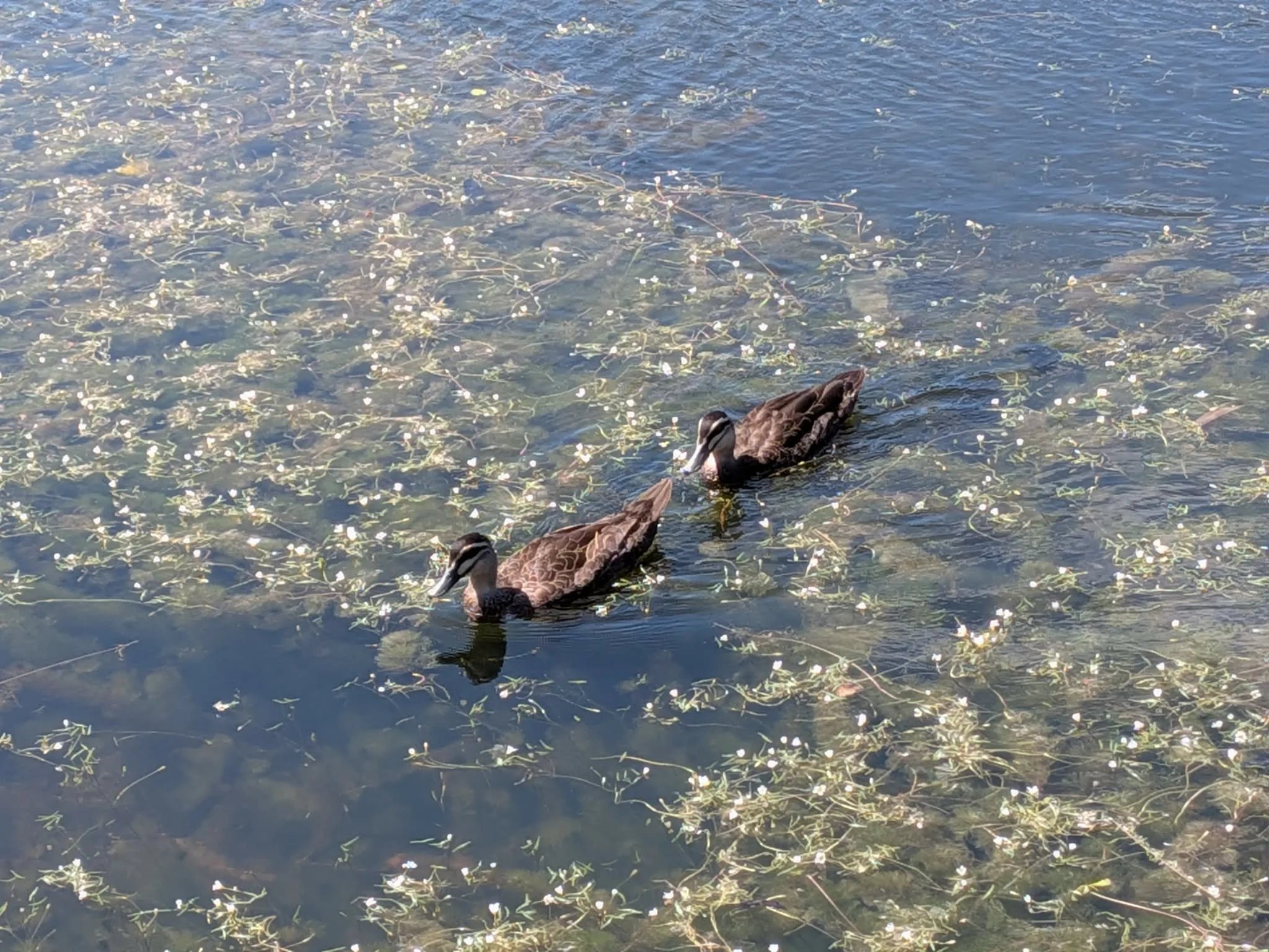 Two ducks swimming in a pond with floating aquatic plants.