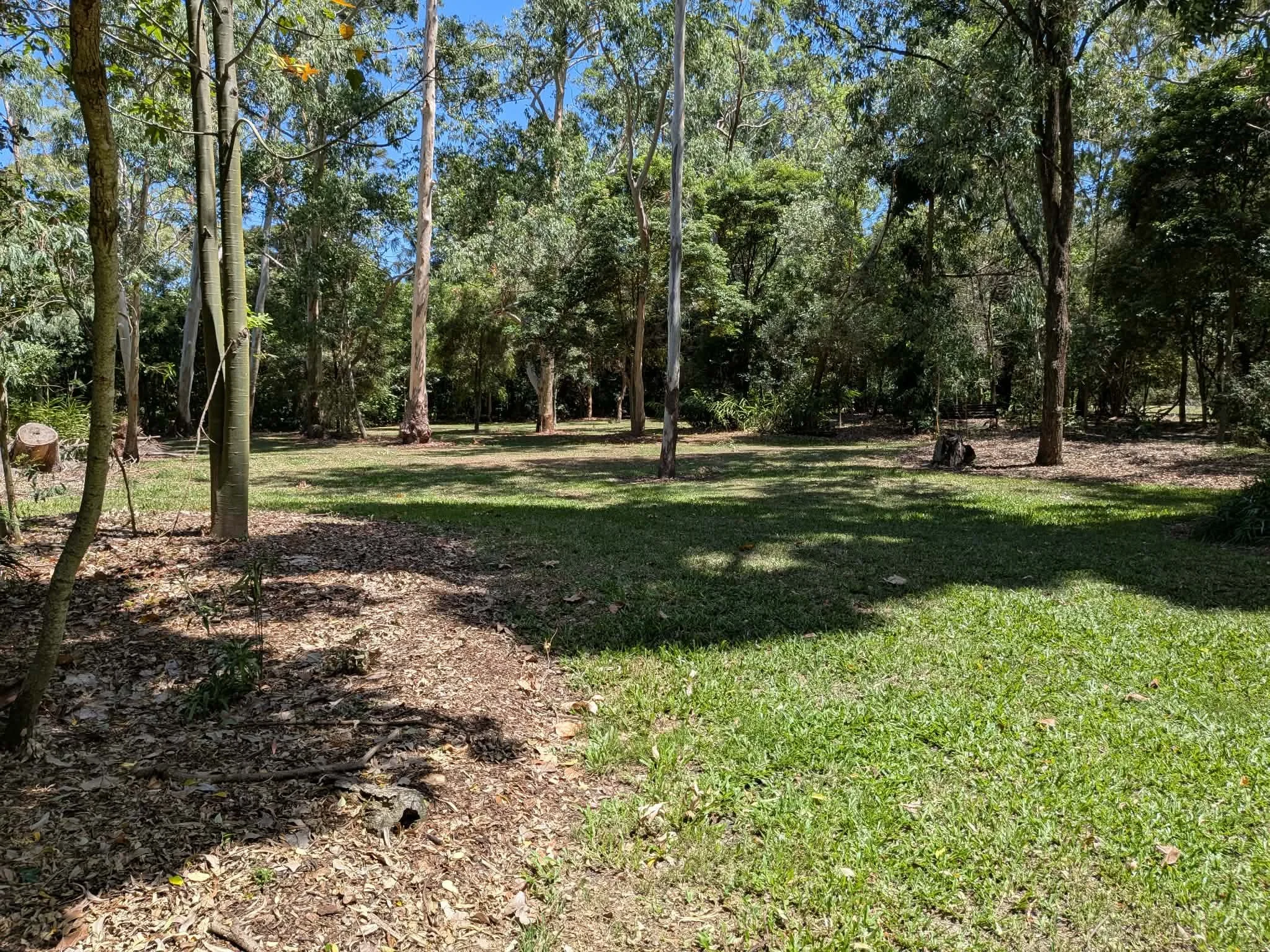 A grassy backyard with tall trees and a clear blue sky. Redcliffe Botanical Gardens. Garden funeral, garden memorial, garden farewell.