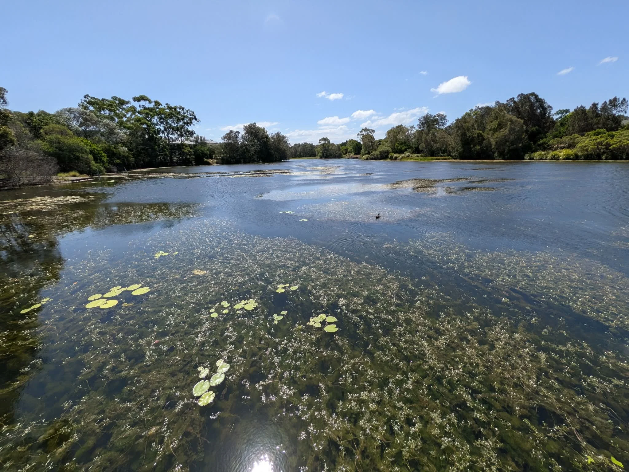 A river under a sunny sky, with trees along the banks and water lilies on the surface. Eden Lake, North Lakes, Mango Hill.