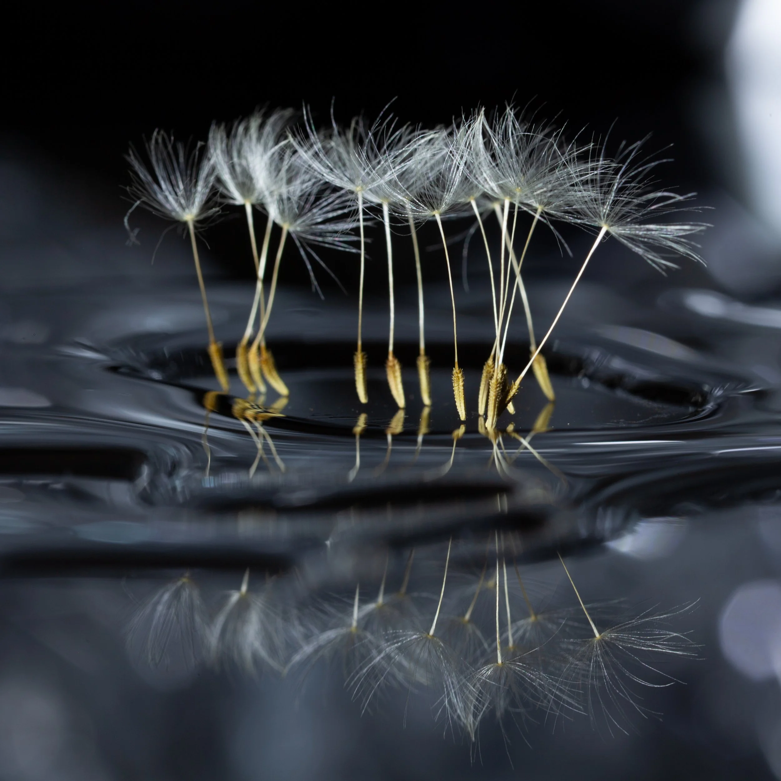 Tiny Dancers In Reflection