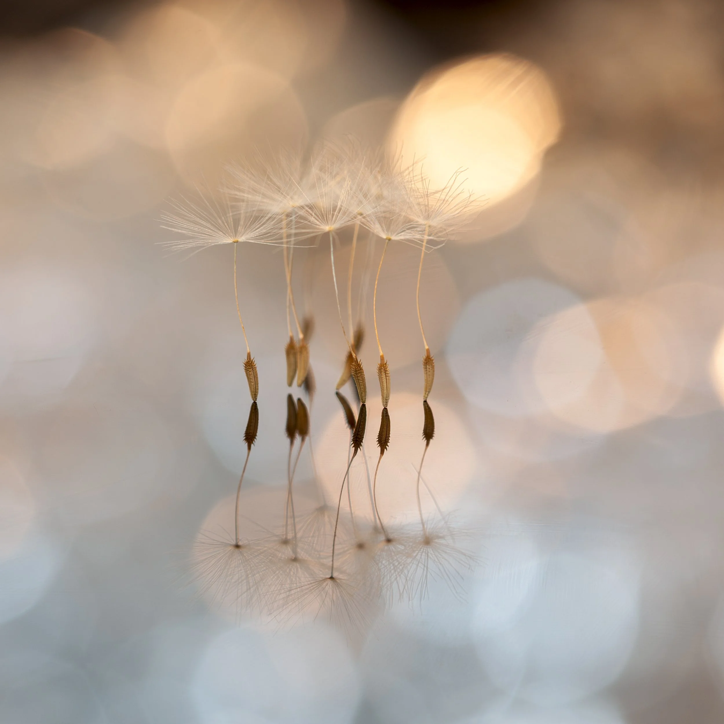 Tiny Dancers and Pastel Bokeh