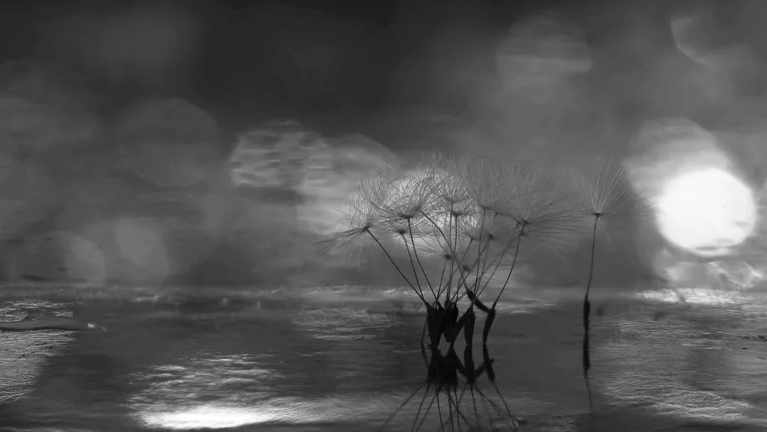 Silhouette's of tiny dancers on stage awaiting light to dance.

Low light, long exposures, and Bokeh.
Dandelion seeds are small but powerful, like the tiny dancers they represent.
