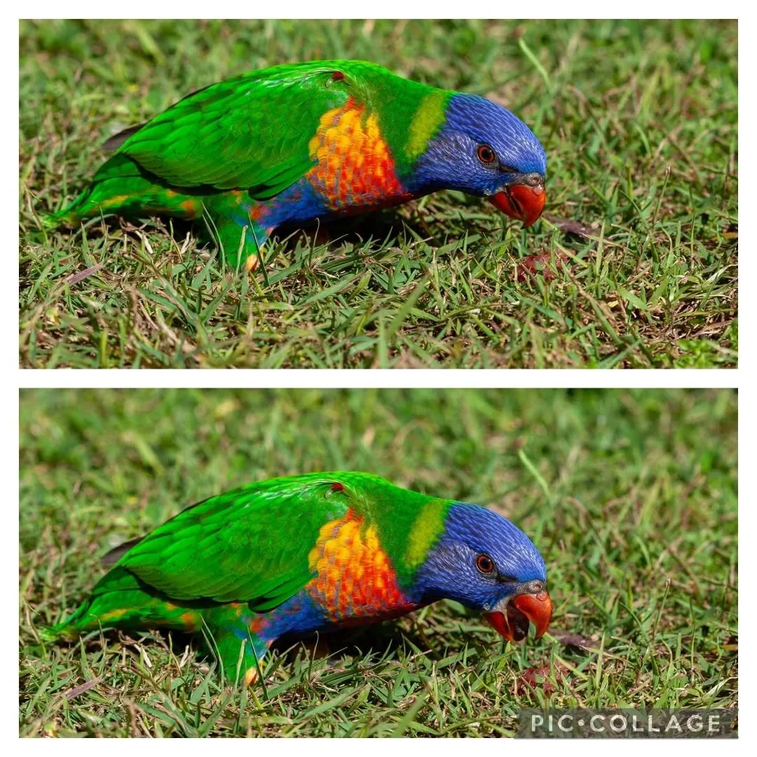 This incredibly beautiful baby rainbow lorikeet ( whose tail still has to grow) enjoying grapes on a sunny afternoon.
I used a 100mm macro lens, lay in the grass, and very slowly moved closer.
While the parents watched from a neighbouring tree branch