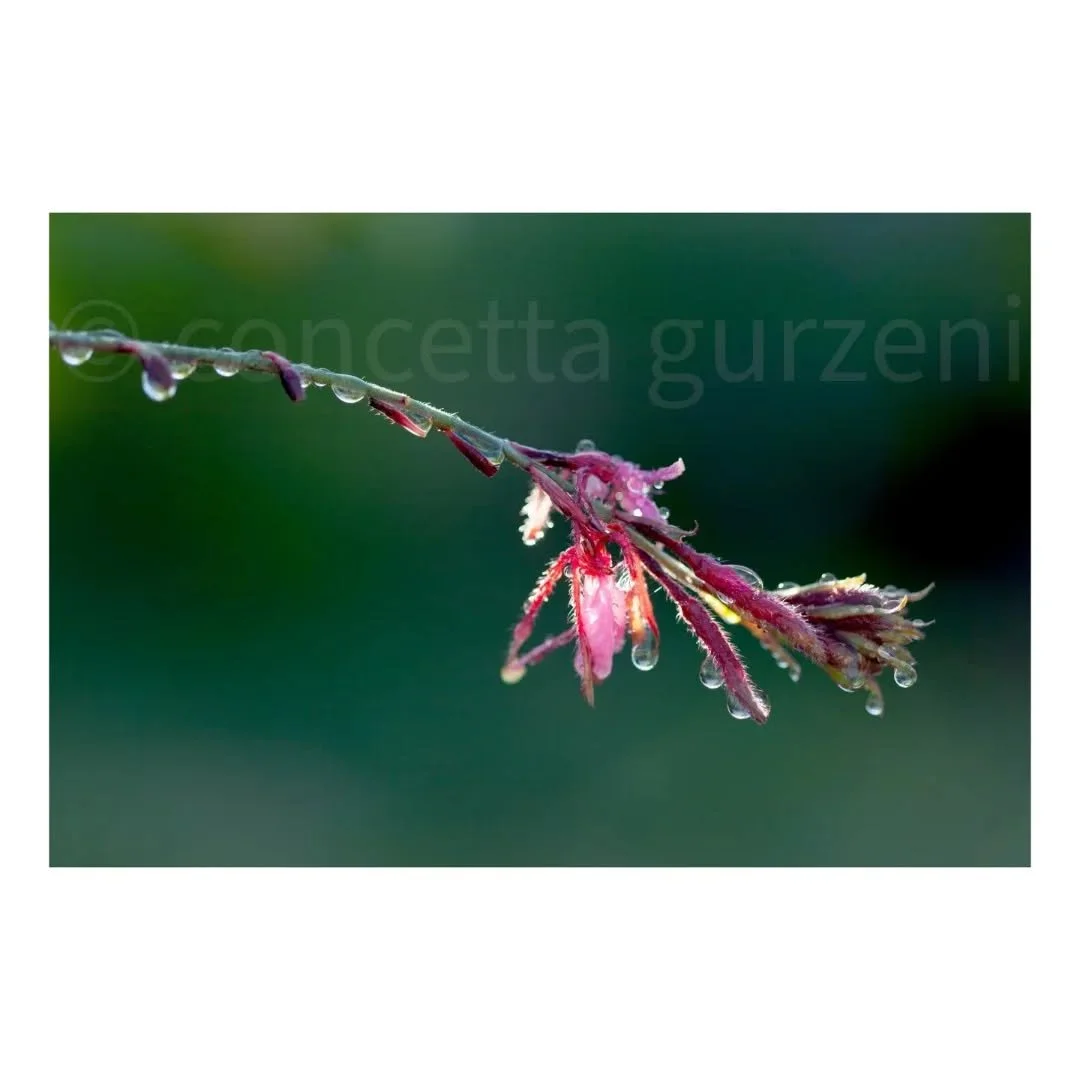Water droplets and afternoon light