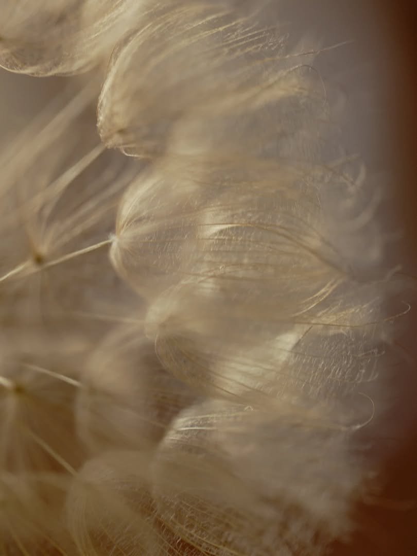 SALSIFY AND NATURAL LIGHT

The seeds of the purple flowering salsify gently backlit by afternoon light