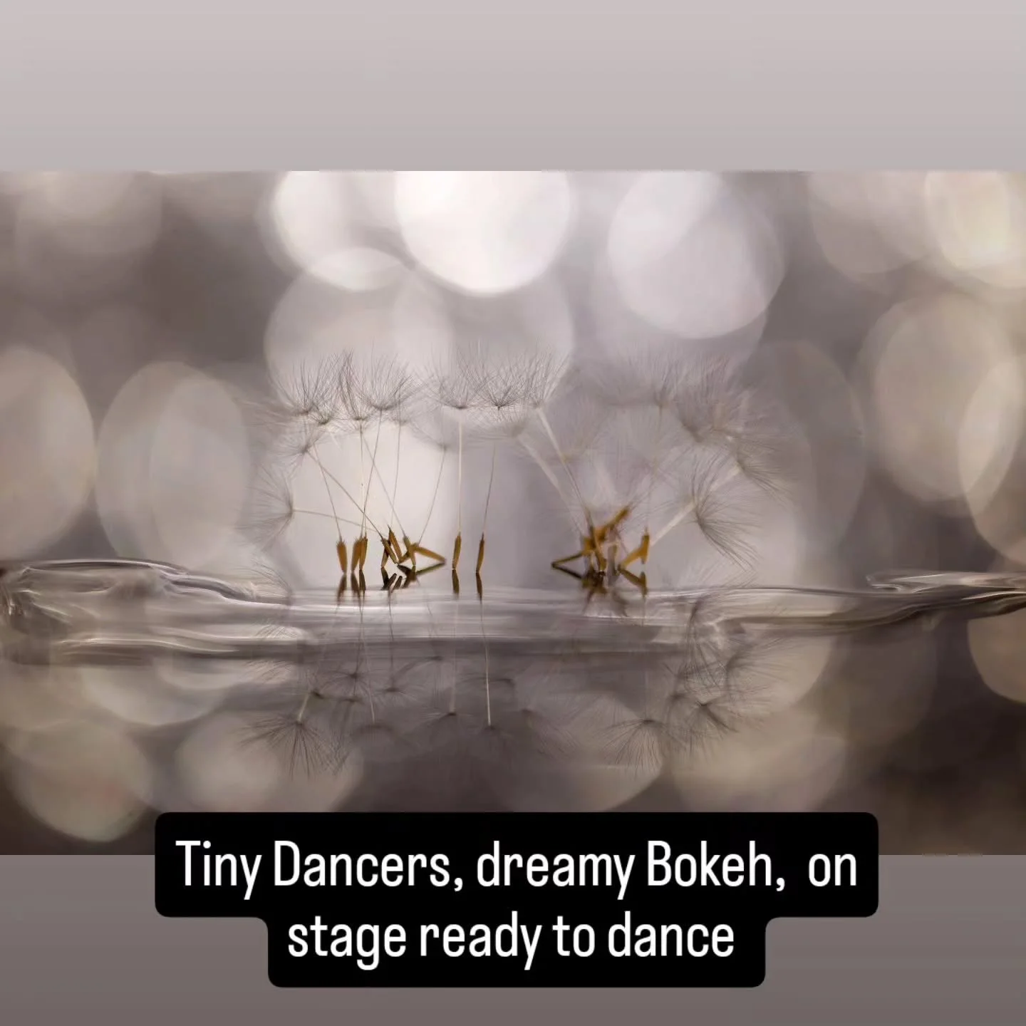 When soft and dreamy bokeh combine with dandelion seeds and long exposures to create my tiny dancers on stage with grace , elegance, strength and poise.