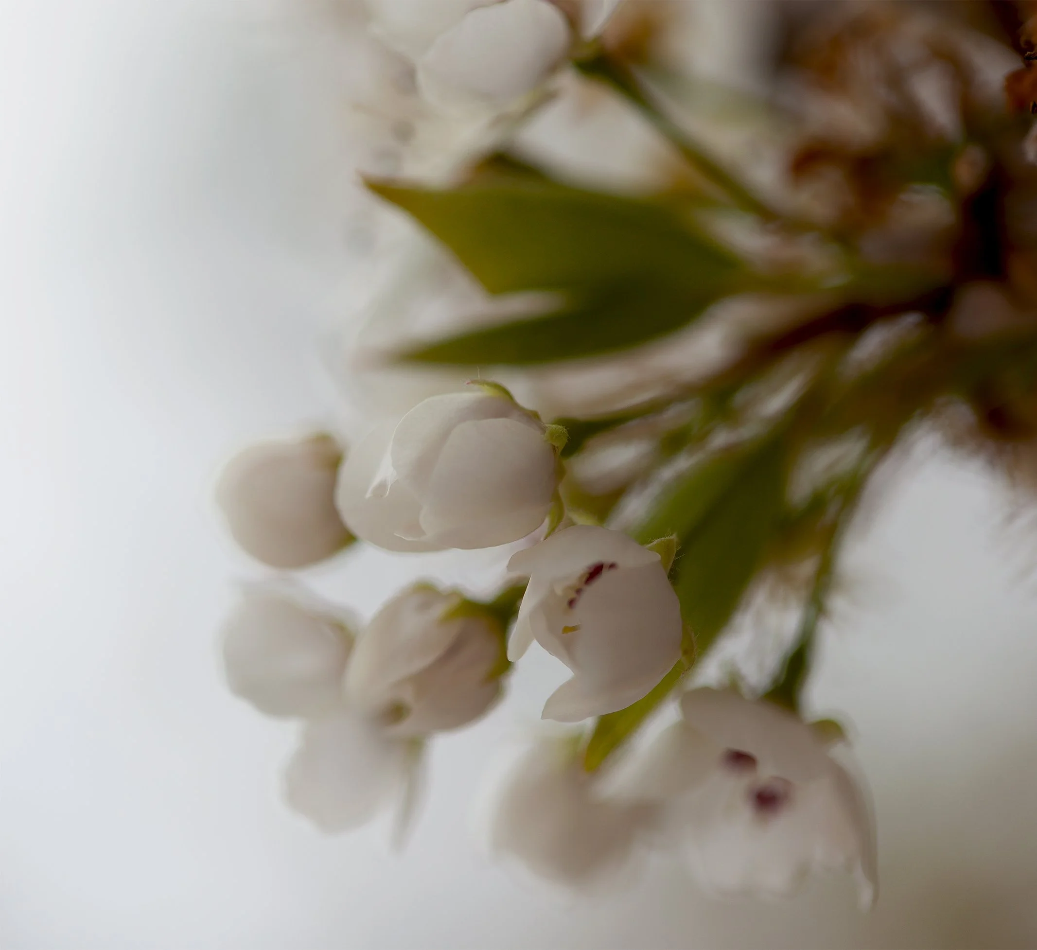 White Blossoms in Natural Light