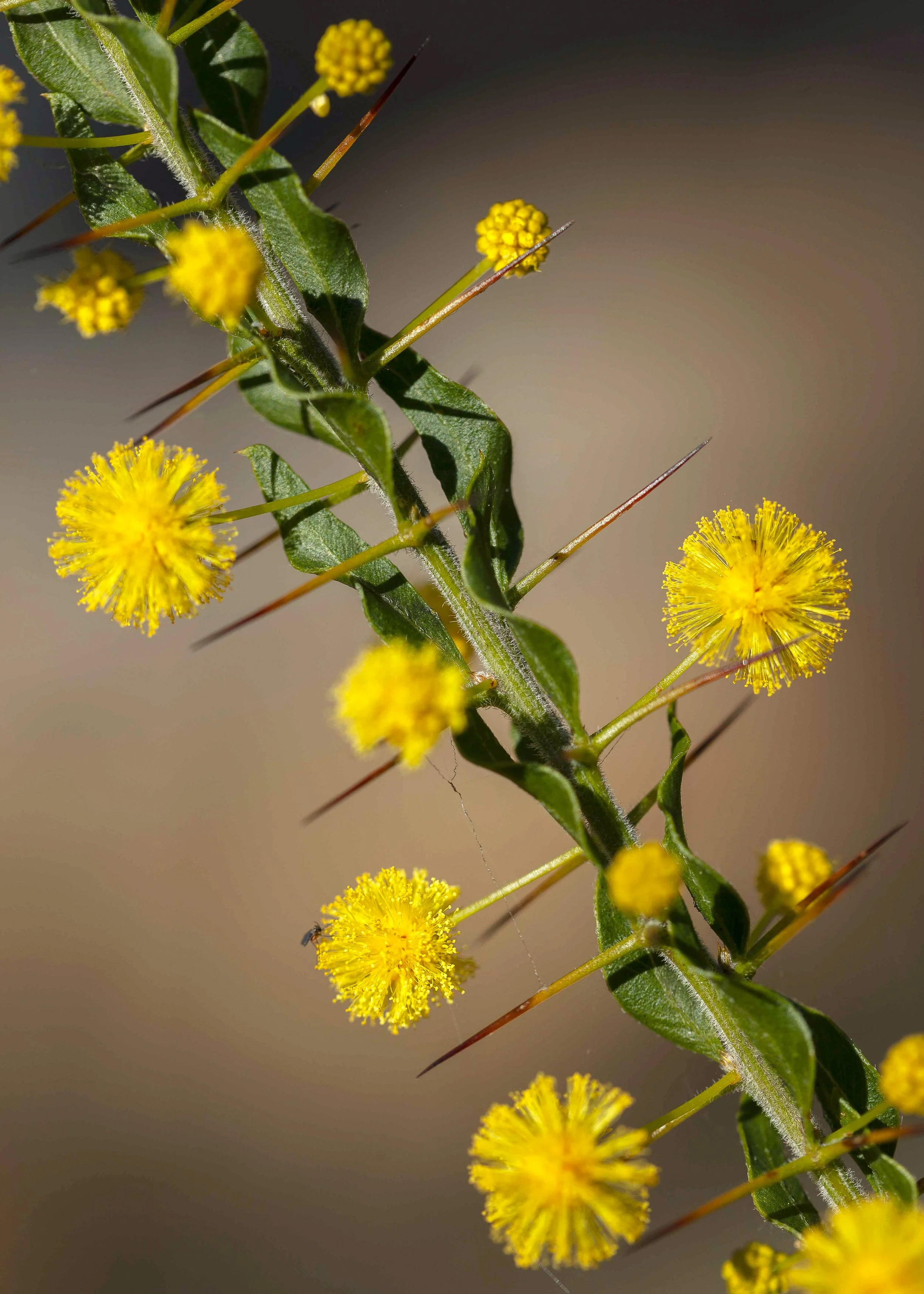 Native Australian Wattle