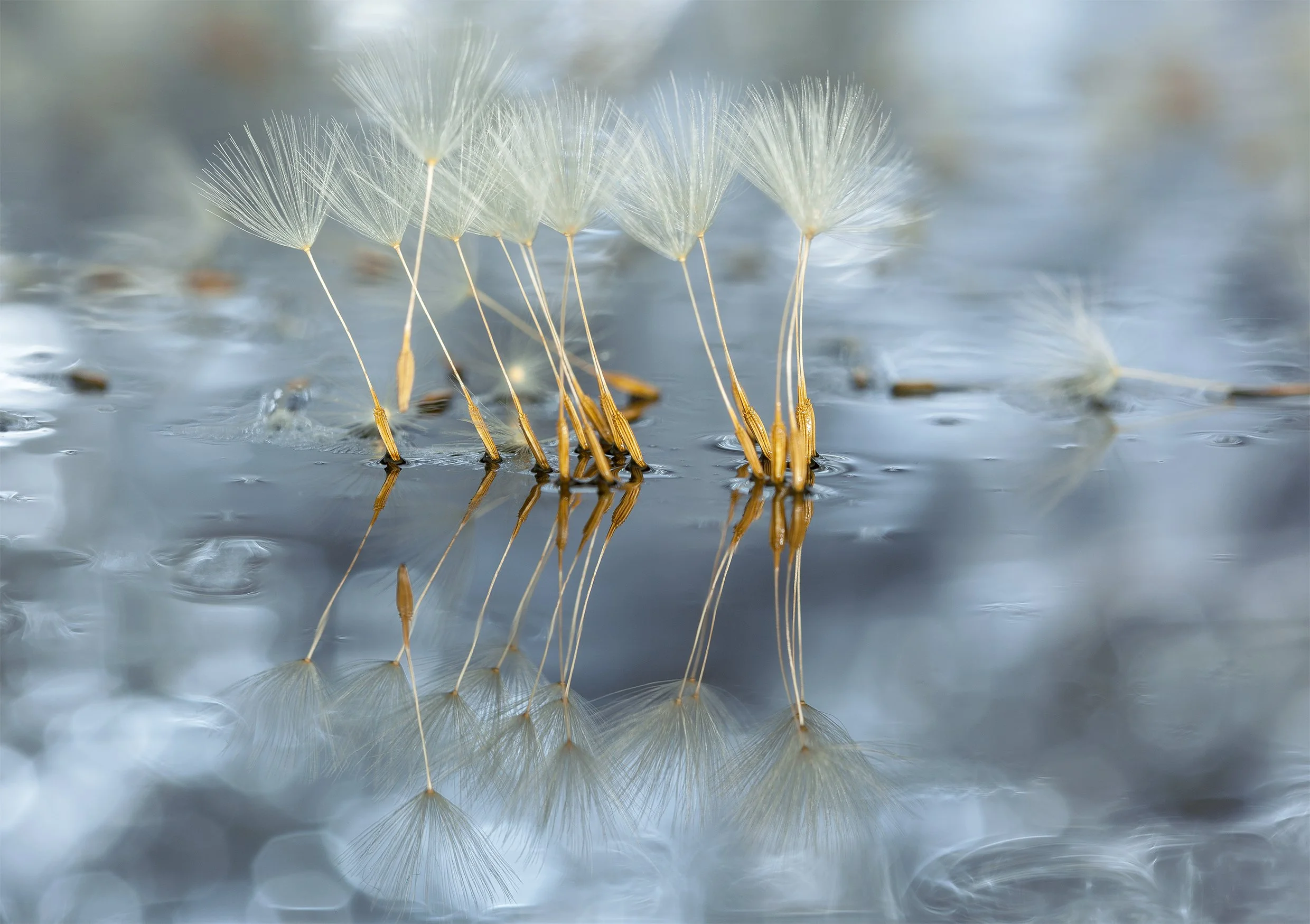 Tiny Dancers on stage - Demi - Pointe