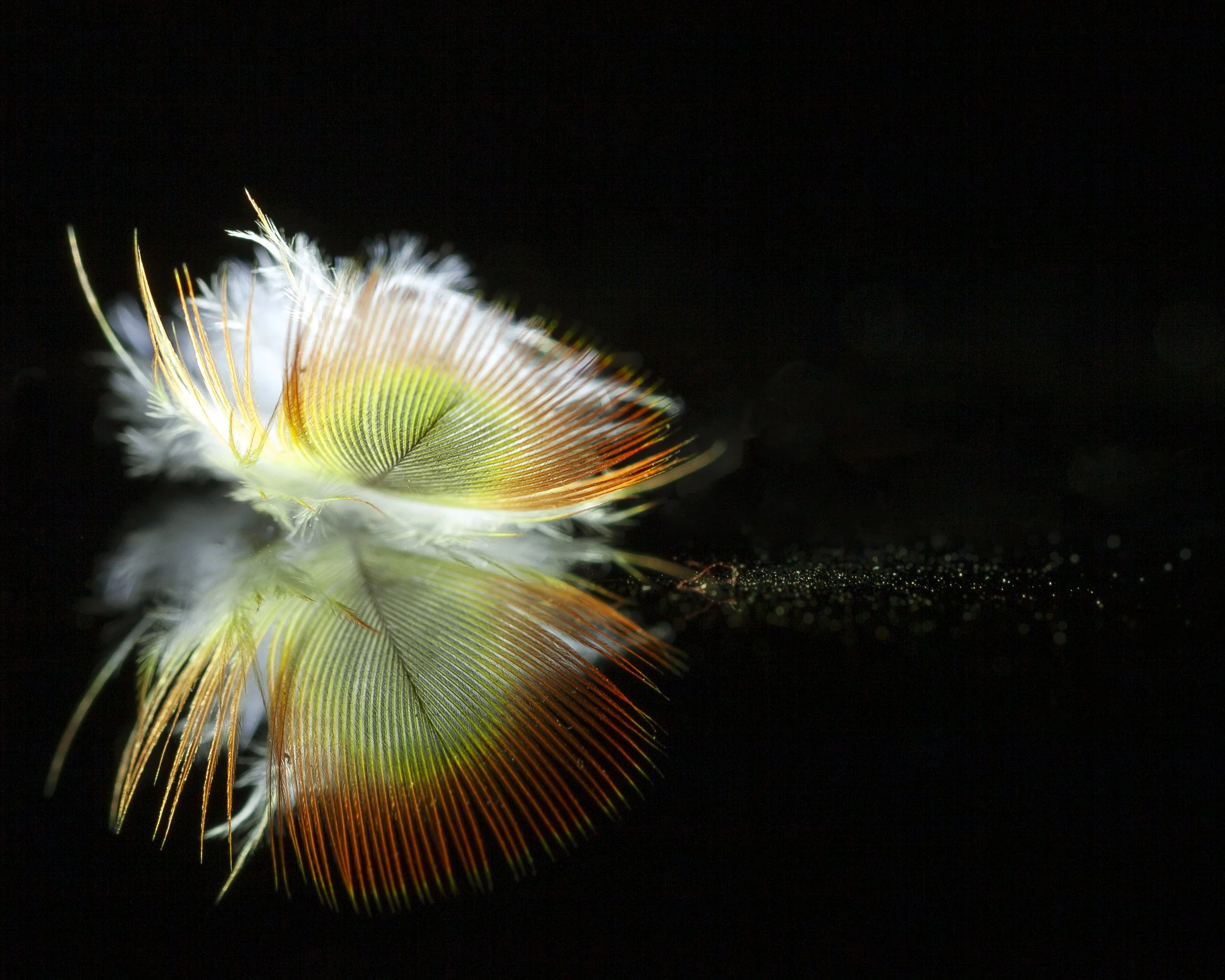 Piccolo - Tiny Feather Series