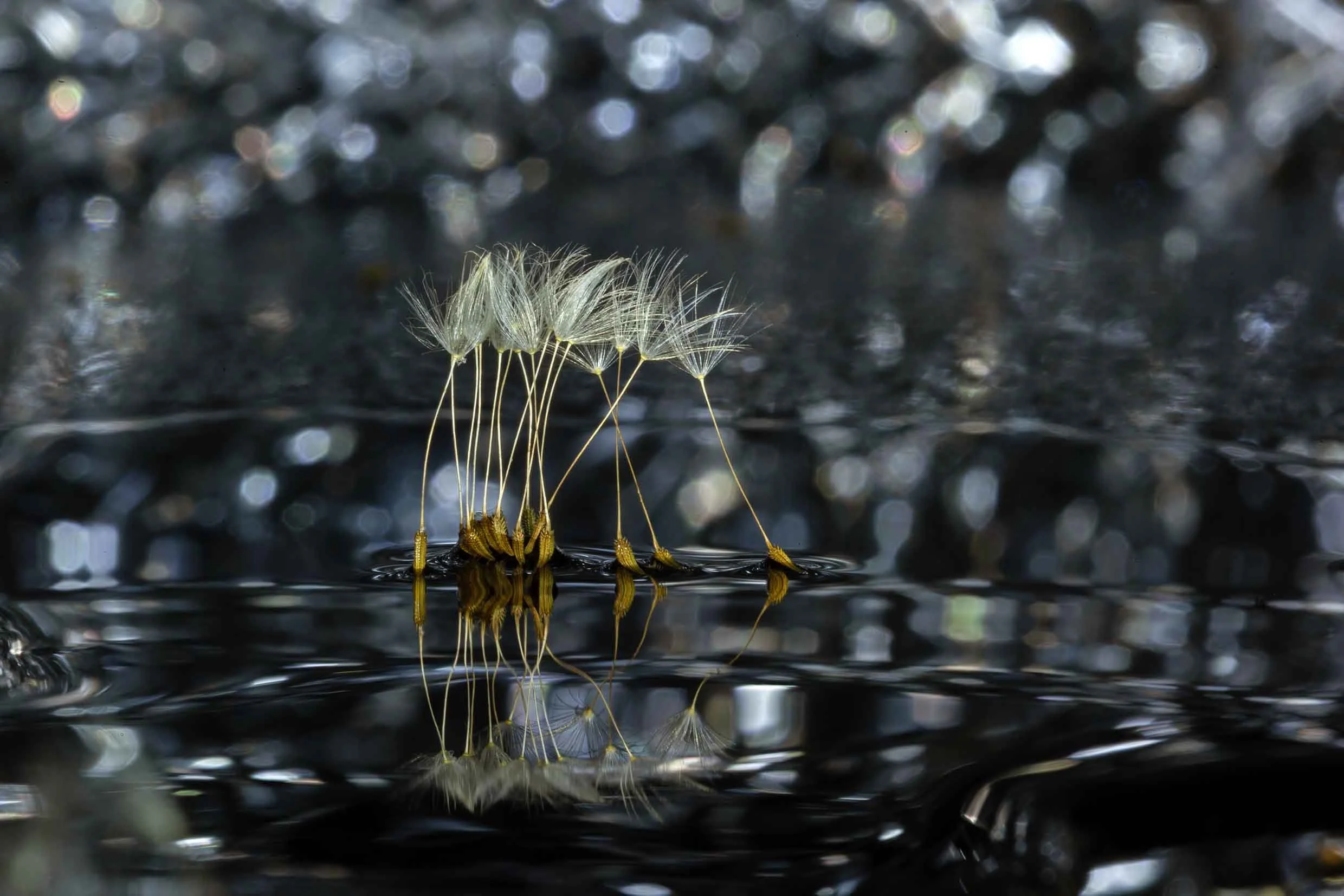 Ballerina's Take A Bow