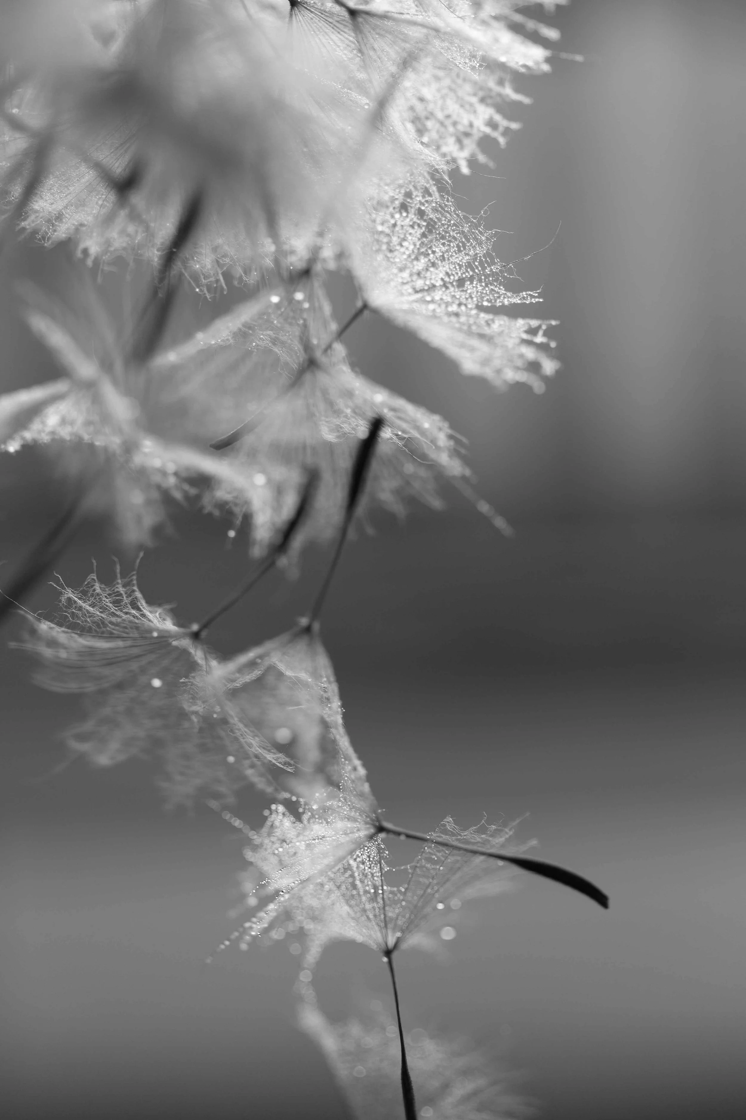 salsify and natural light black and white.jpg
